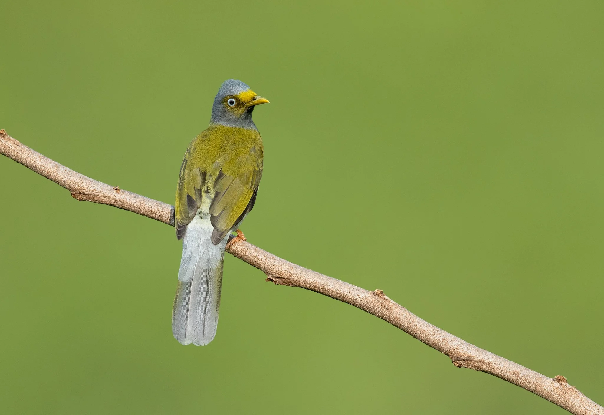 Gray-headed Bulbul