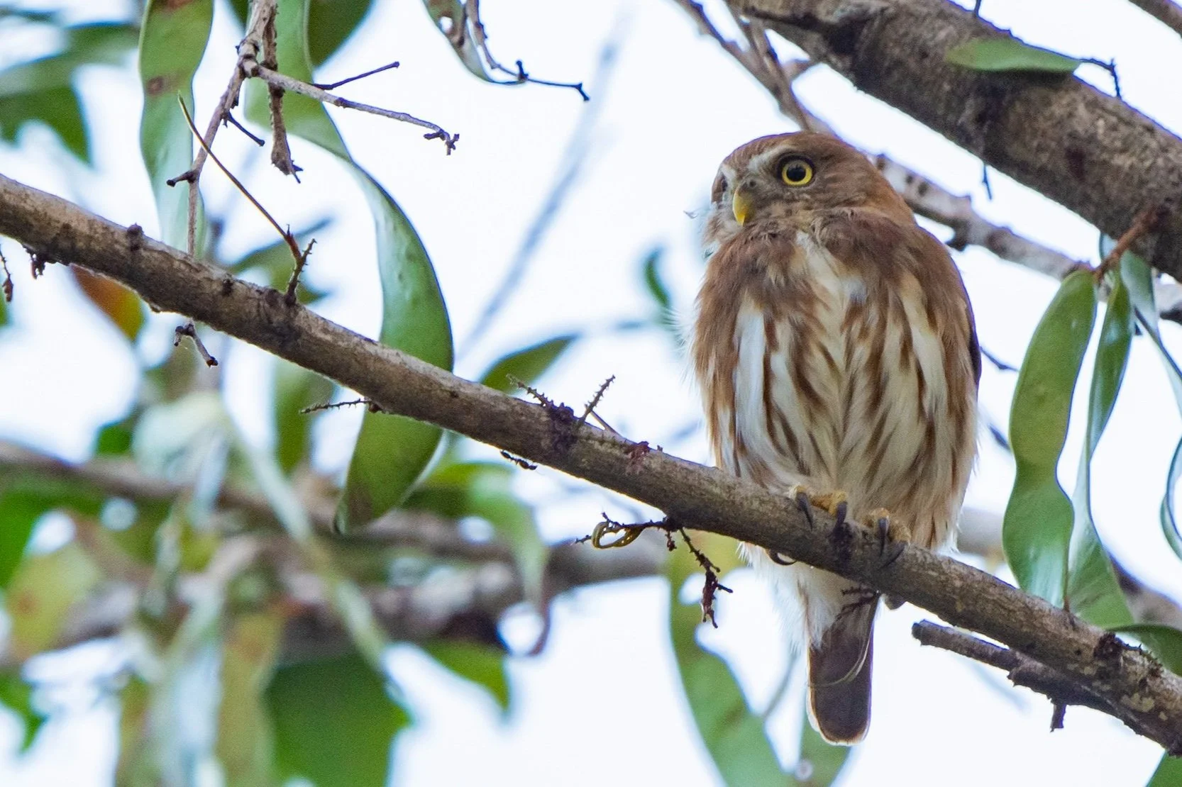 Ferruginous Pygmy-Owl.jpg