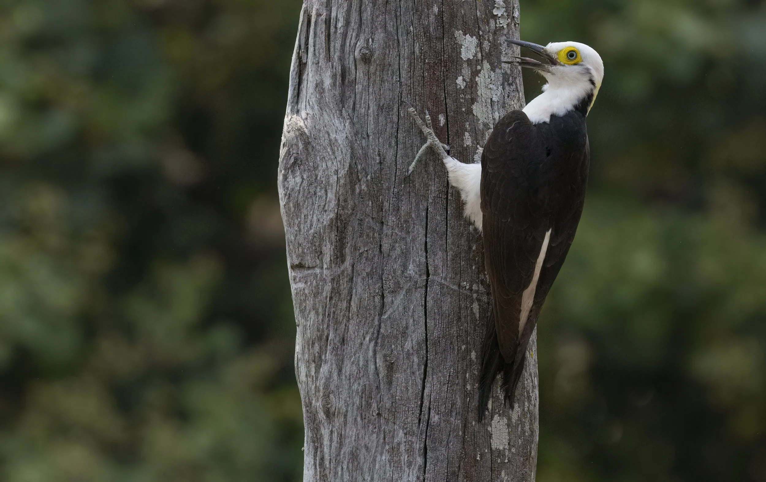 White Woodpecker