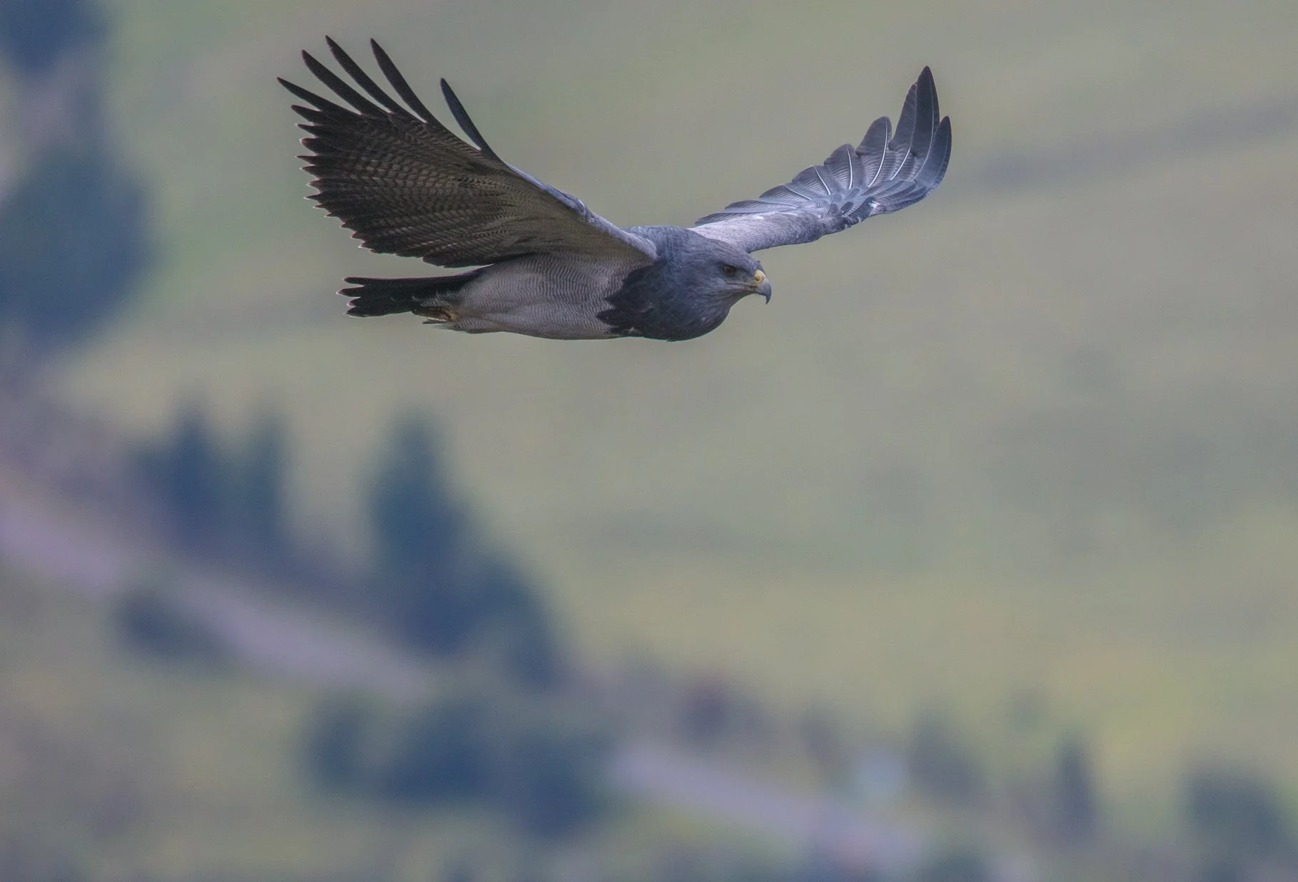 Black-chested Buzzard-Eagle