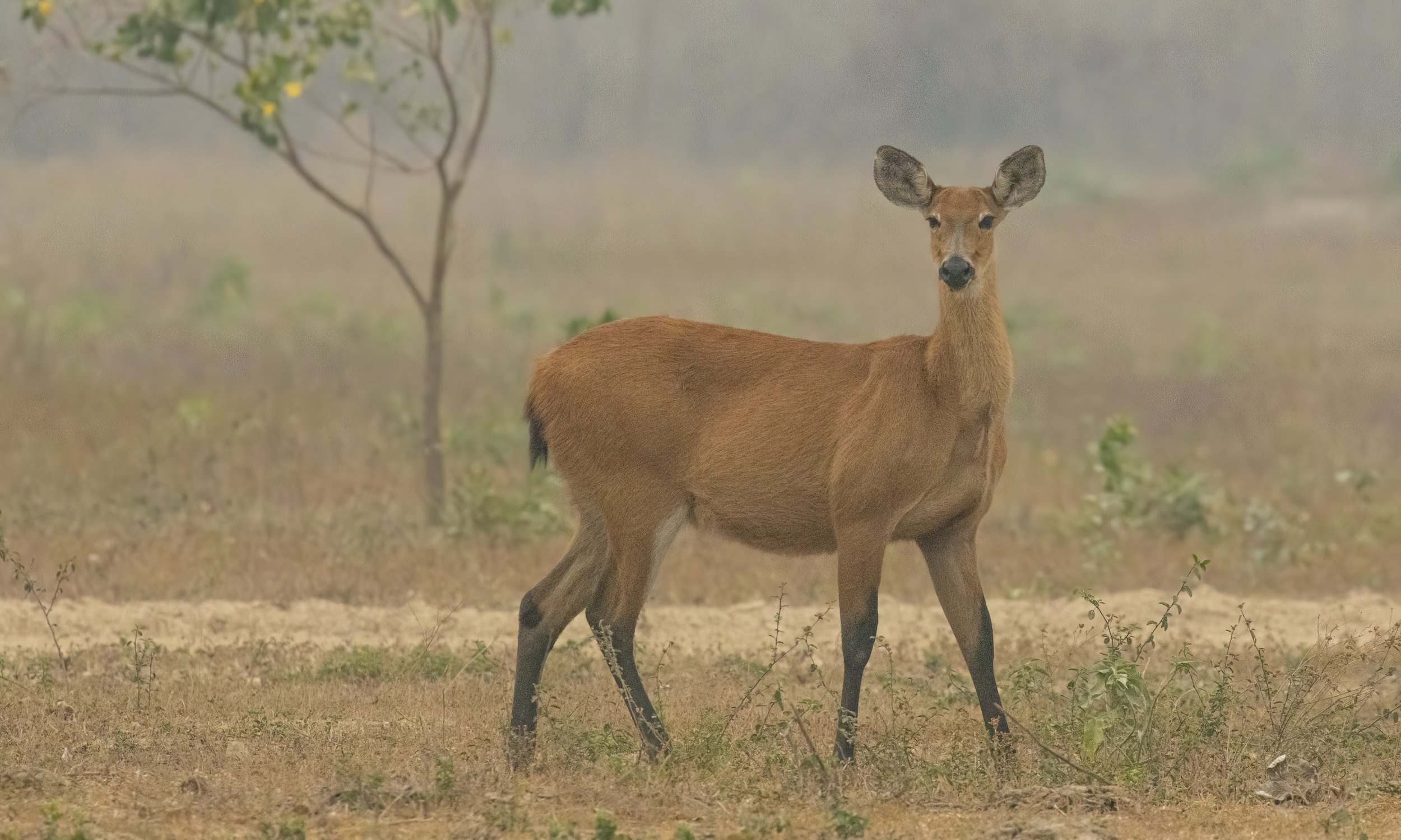 Marsh Deer