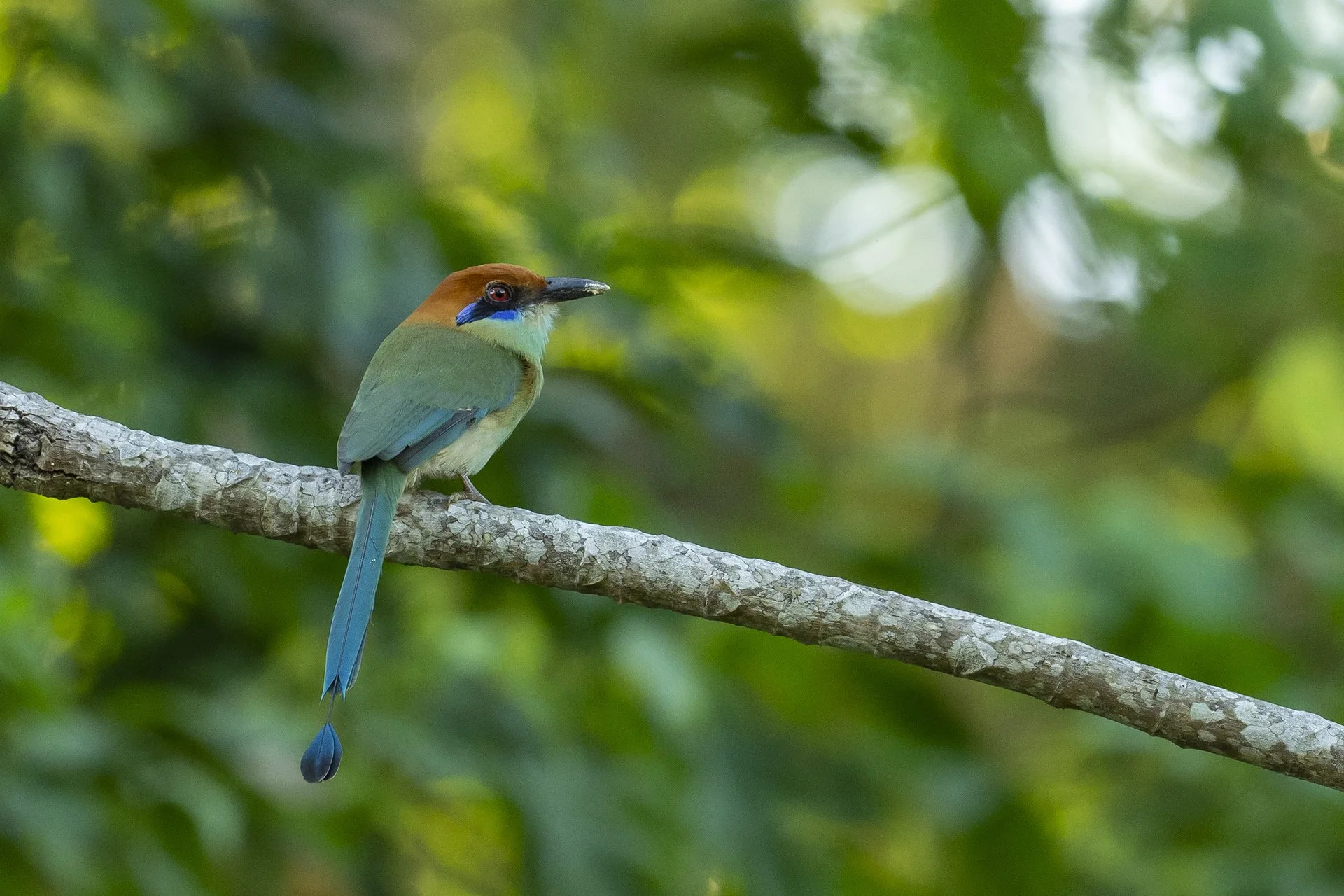 aaPA281588 Russet-crowned Motmot 1 small.jpg