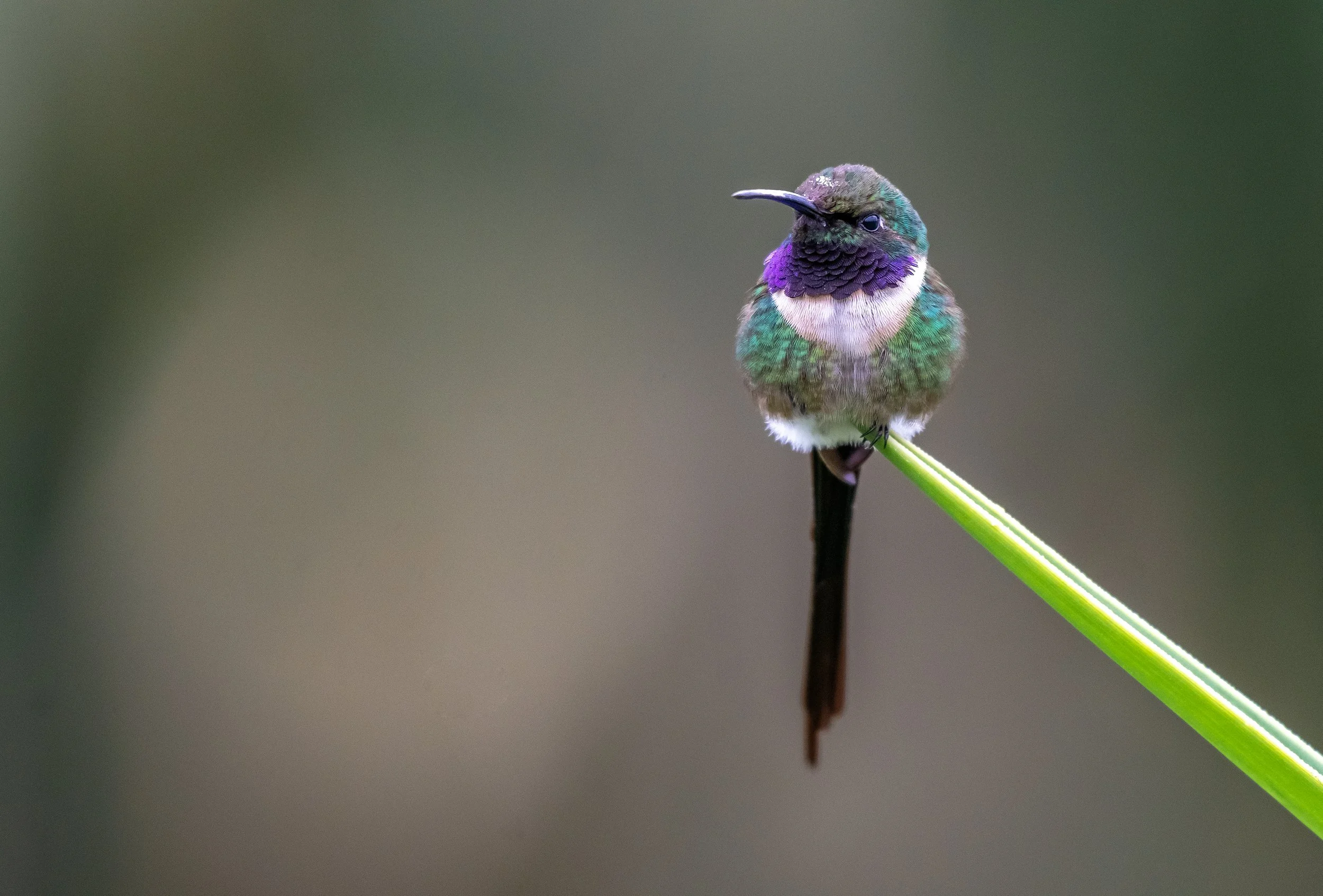 Slender Sheartail