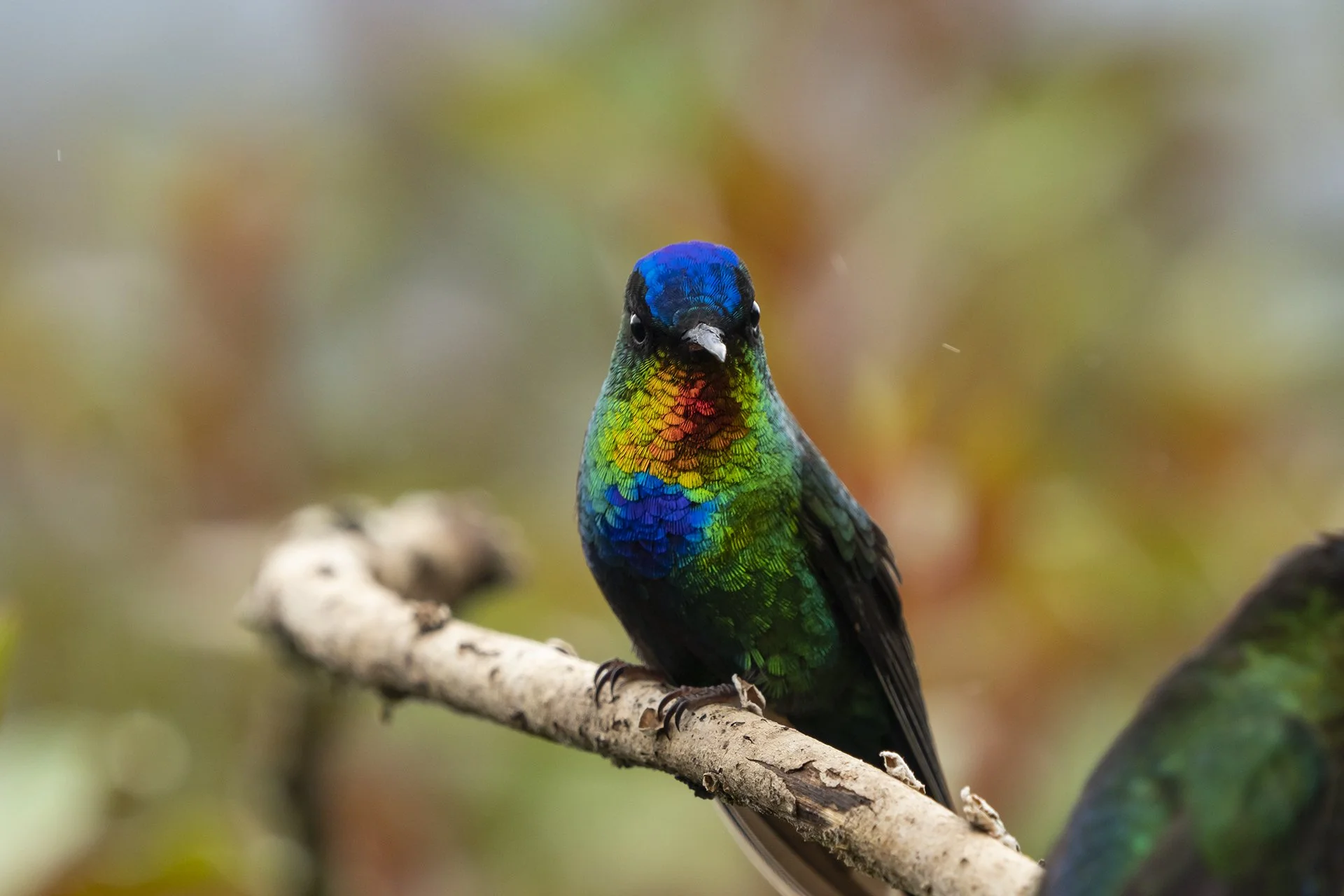 Fiery-throated Hummingbird.jpg