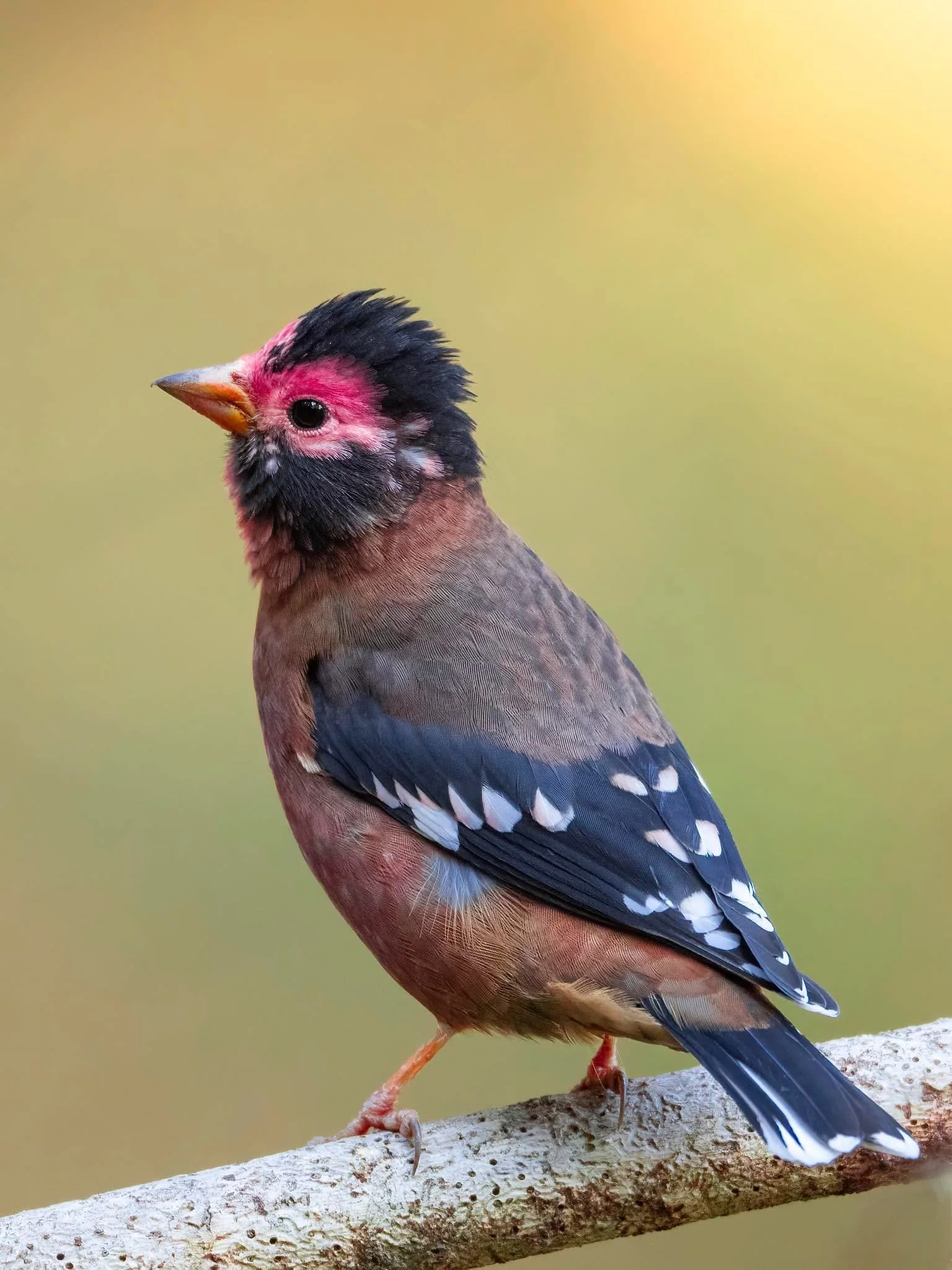 Spectacled Finch