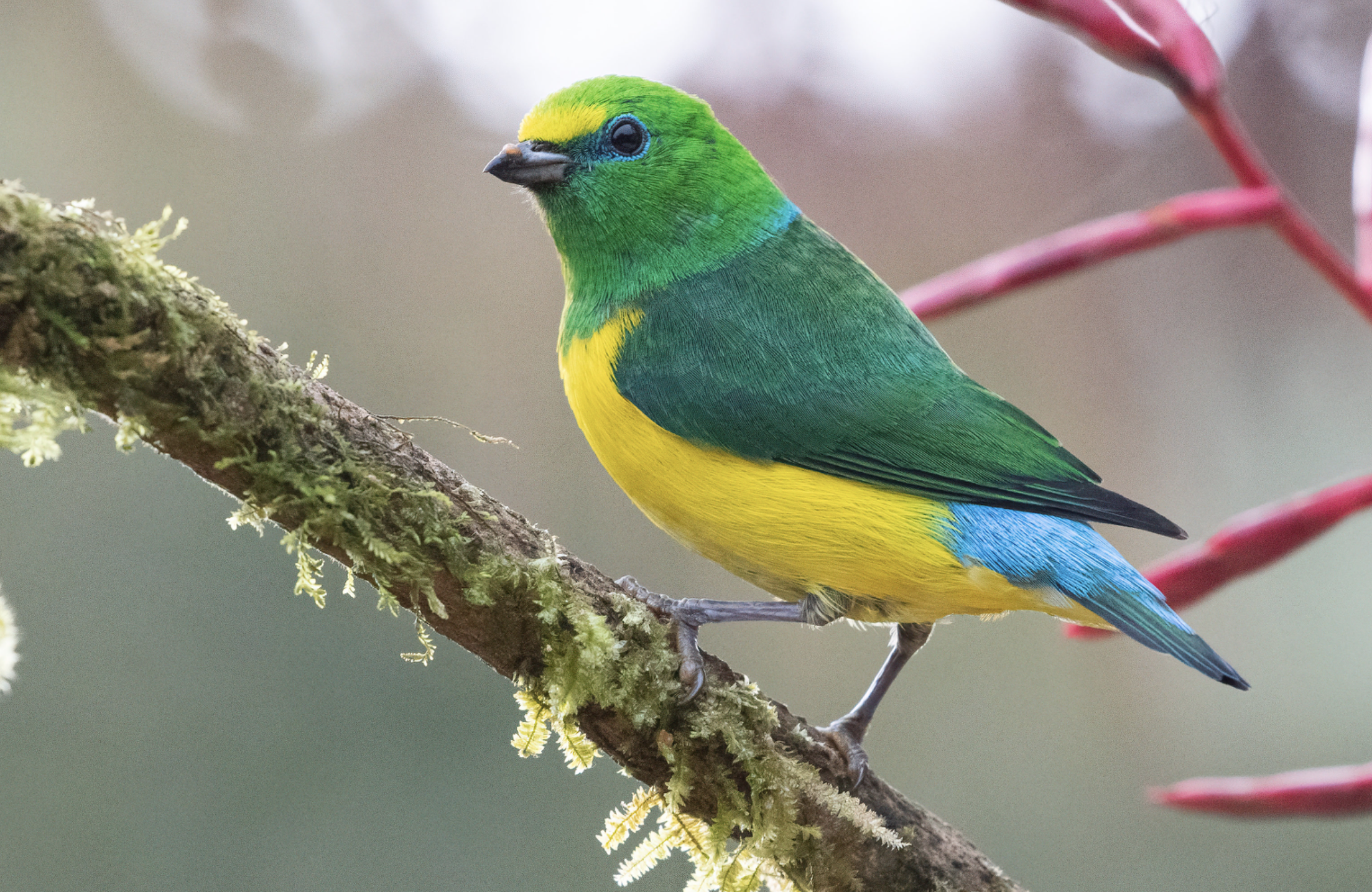 Screenshot 2024-04-04 at 5.34.25 PM.png