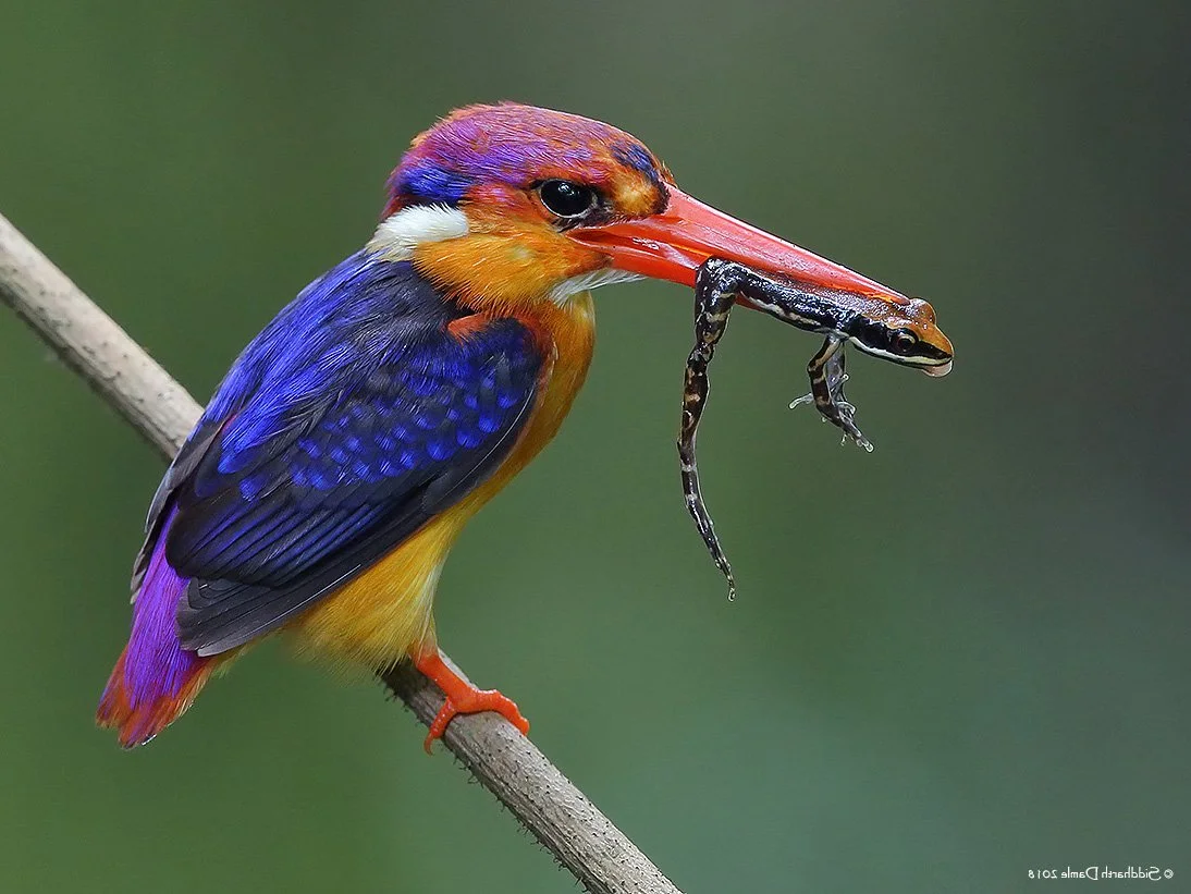 Black-backed Dwarf-Kingfisher