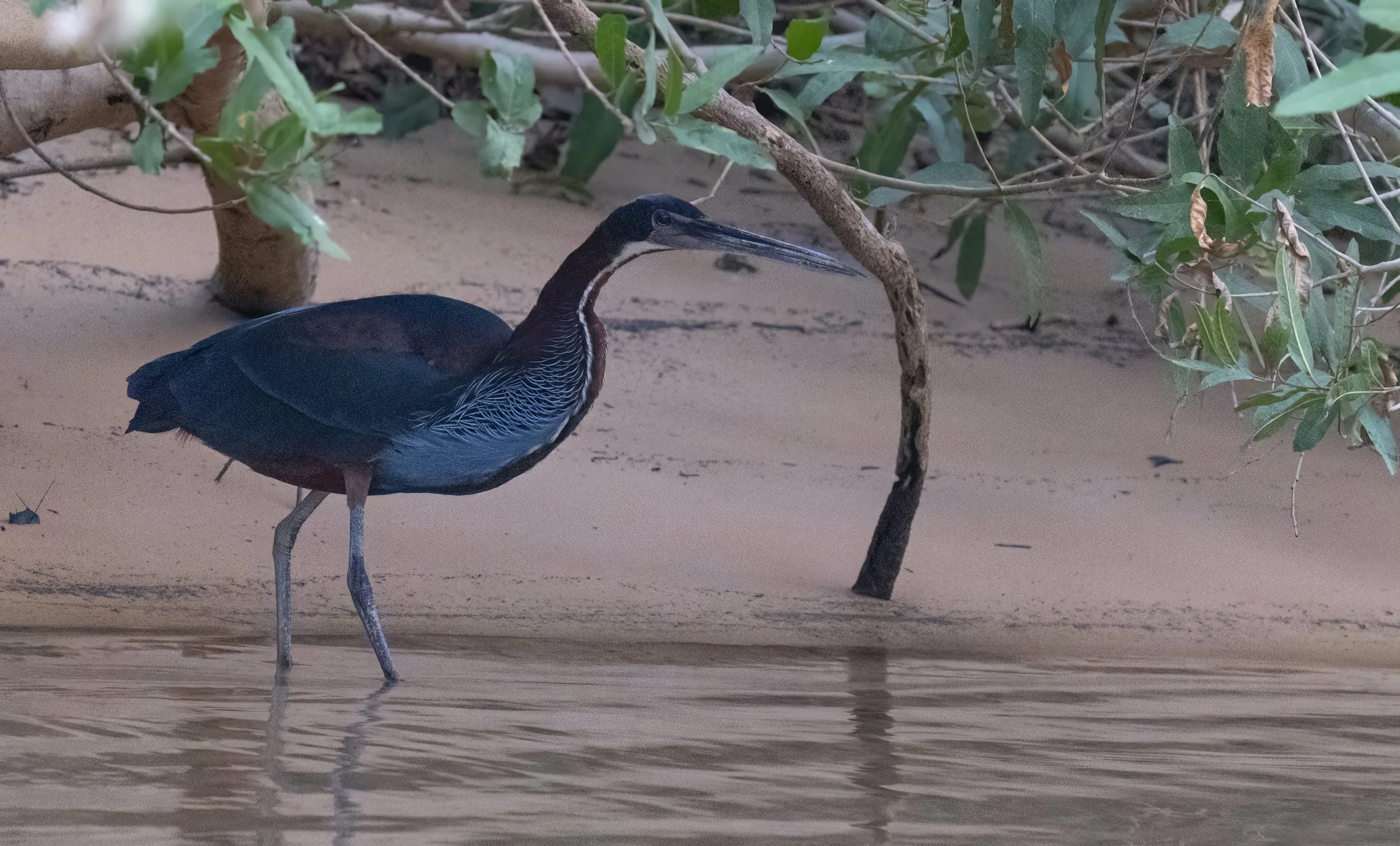 Agami Heron