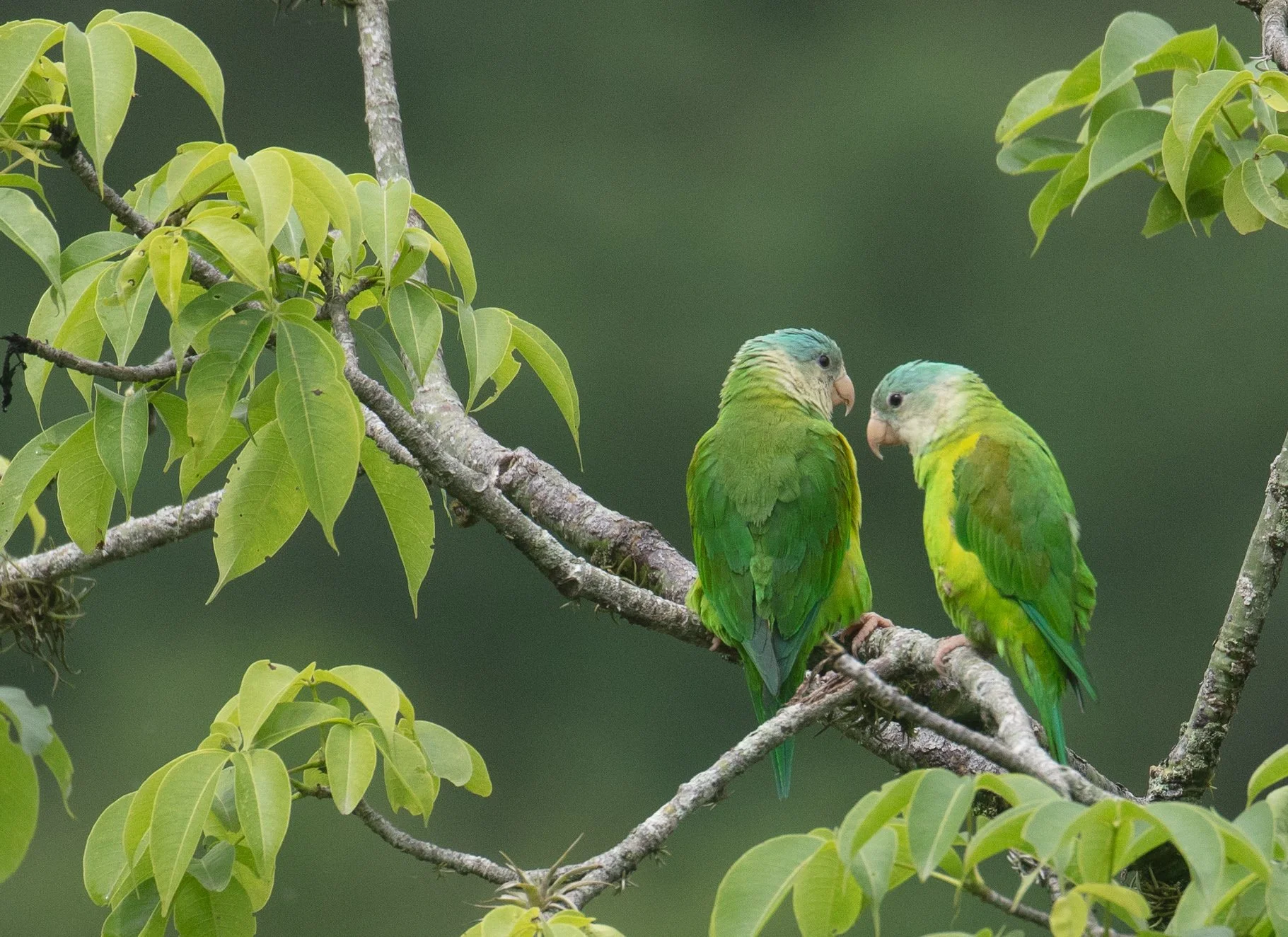 Gray-cheeked Parakeet