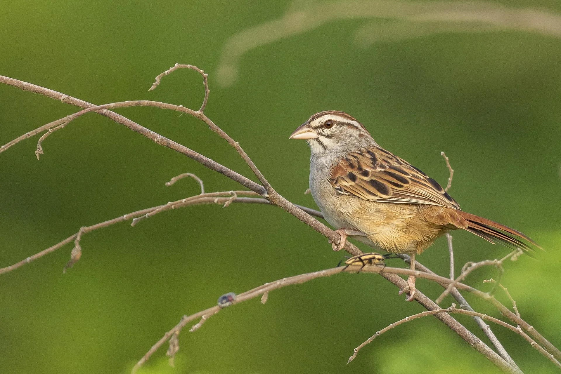 aaaPA250765 Cinnamon-tailed Sparrow 1 small.jpg