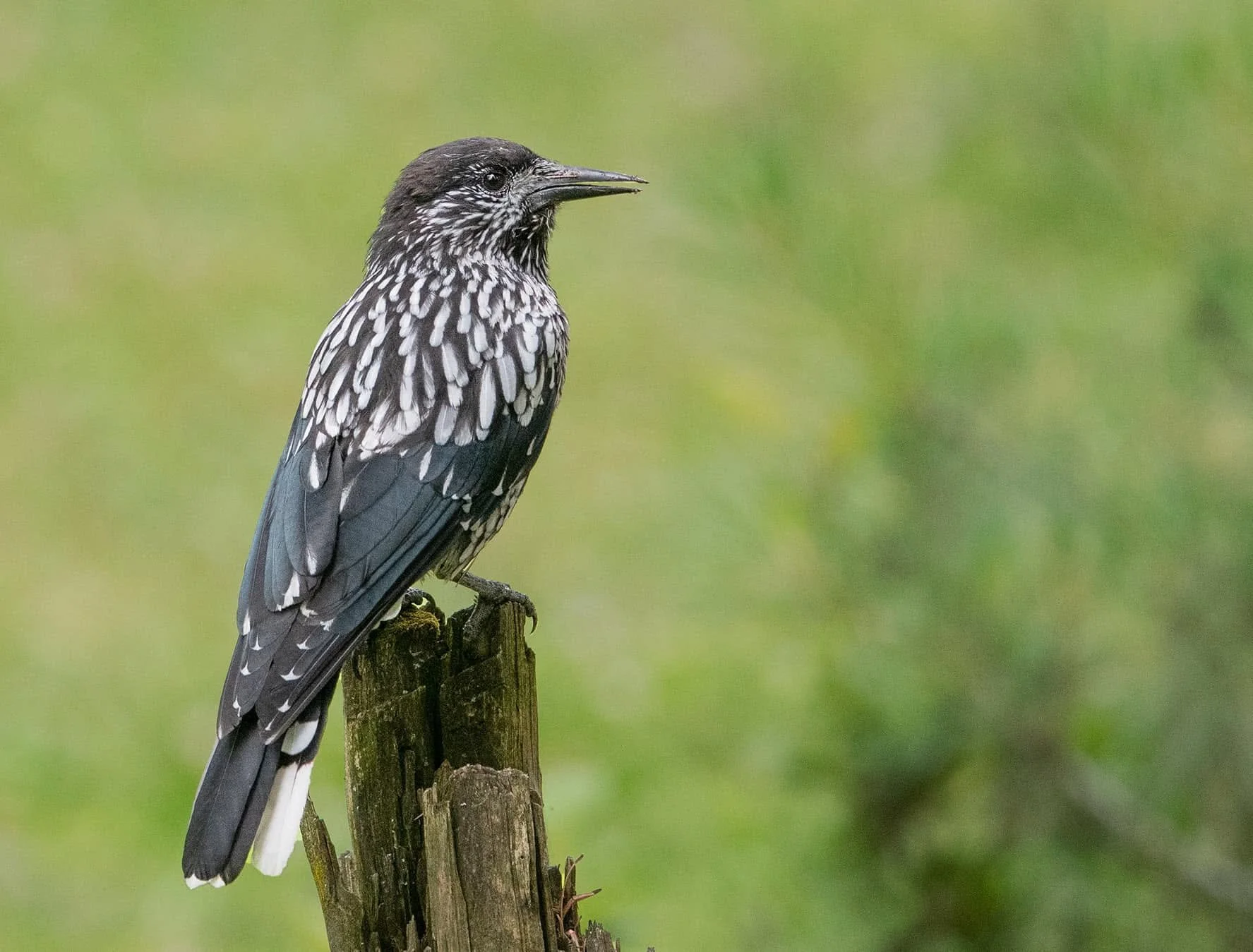 Kashmir Nutcracker