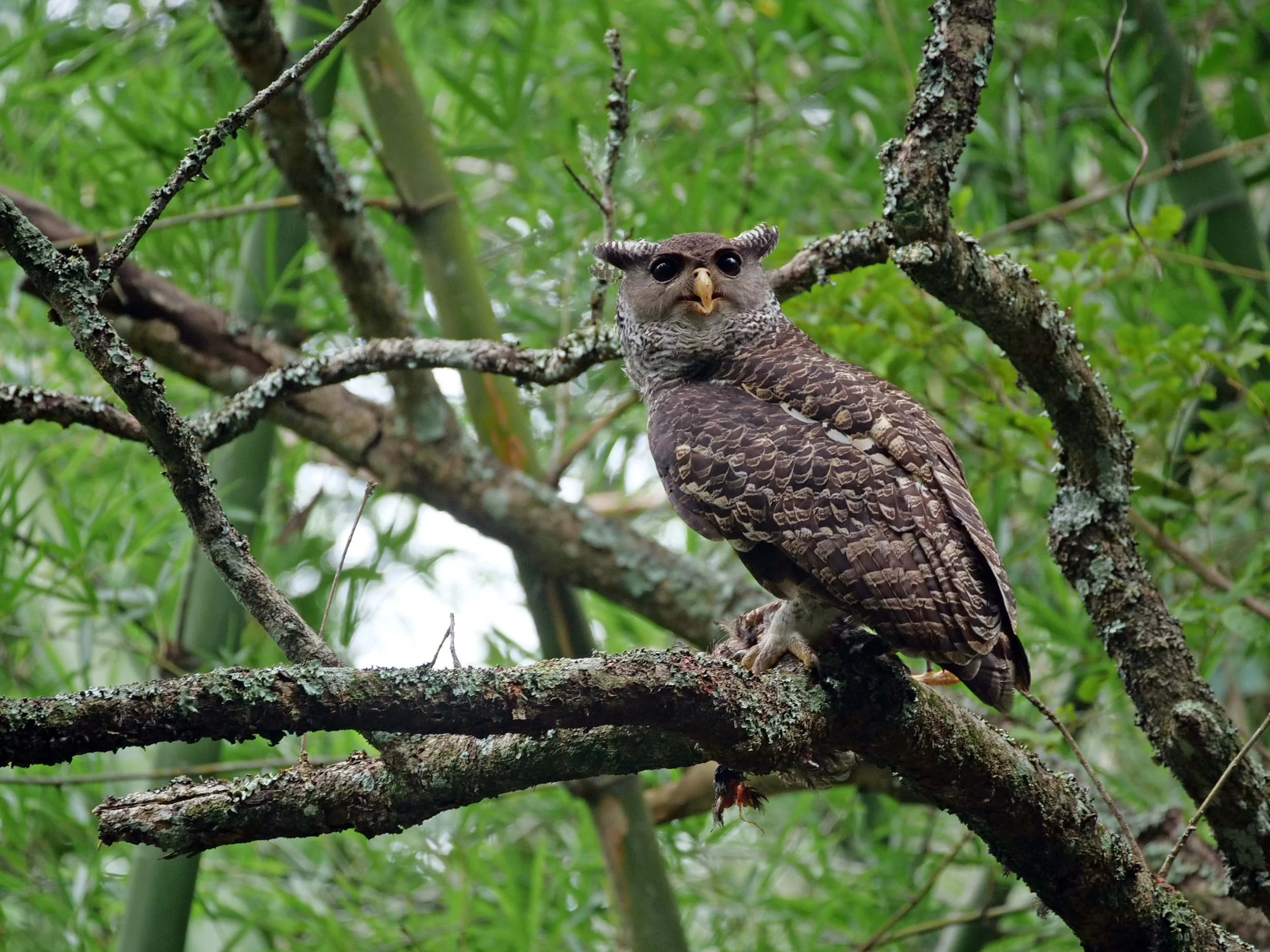 Spot-bellied Eagle-Owl