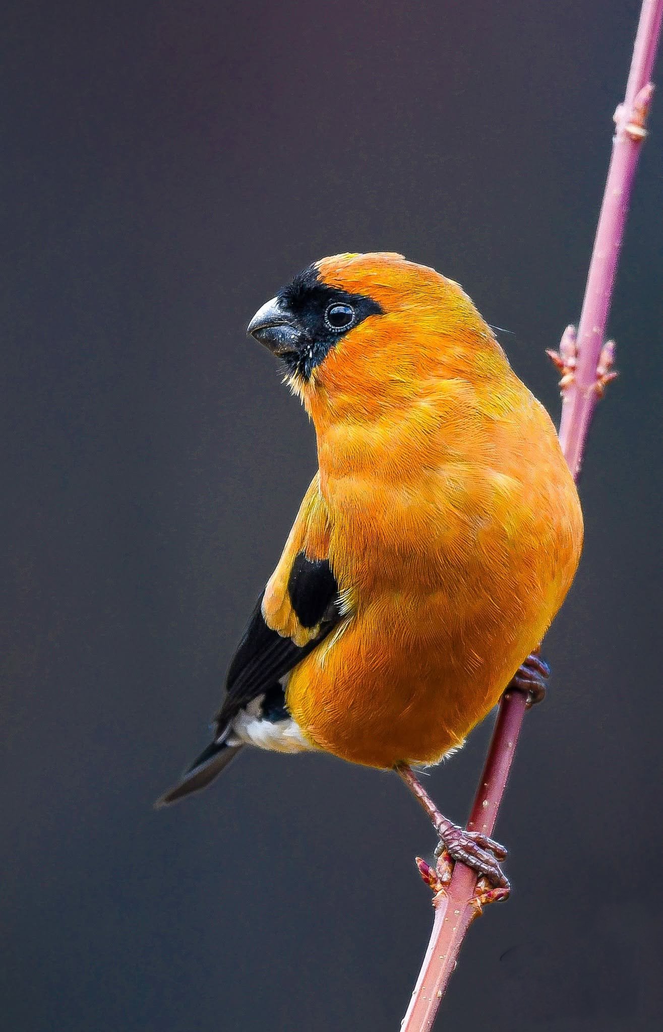 Orange Bullfinch