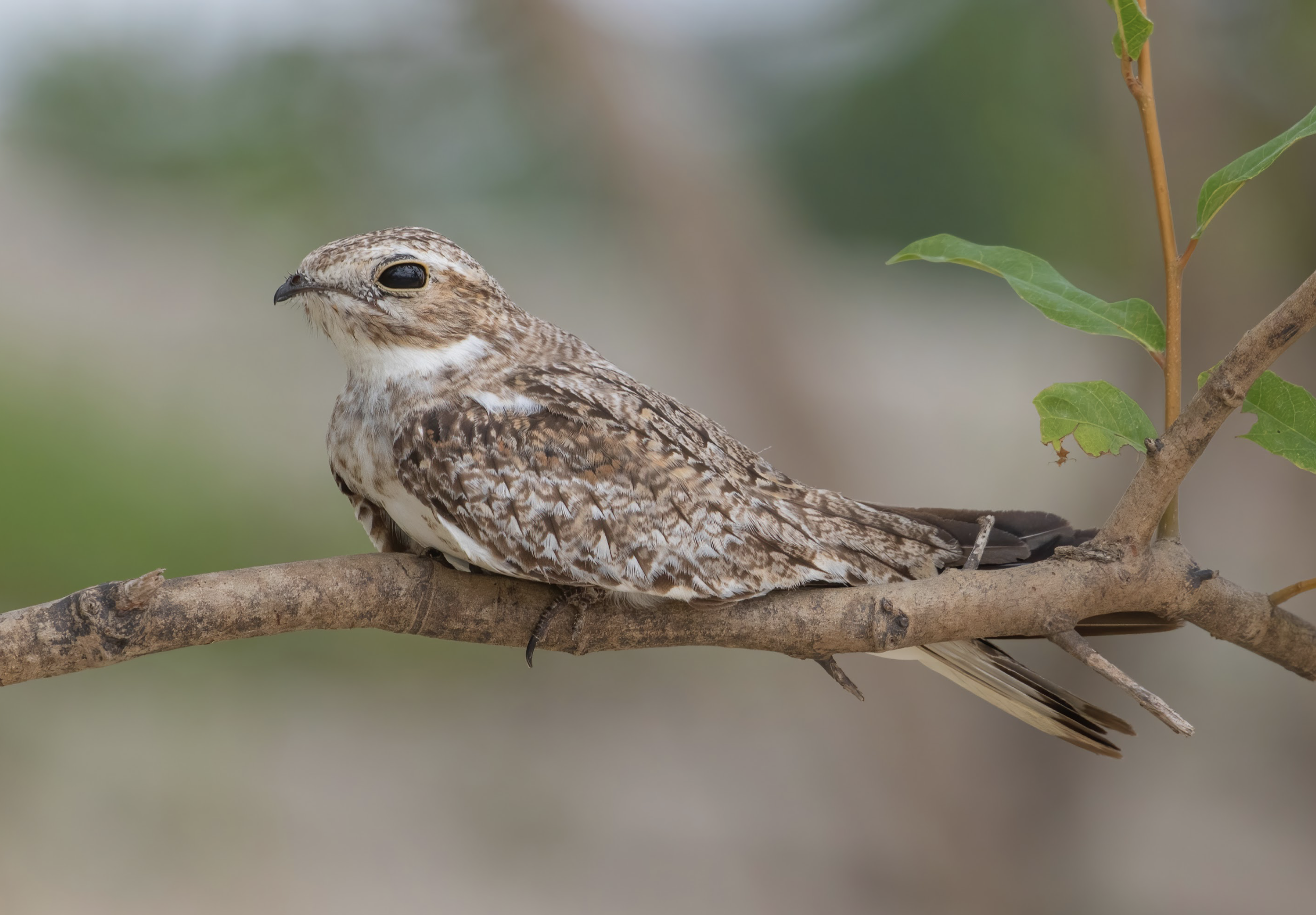 Screenshot 2024-01-23 at 12.29.19 PM.png