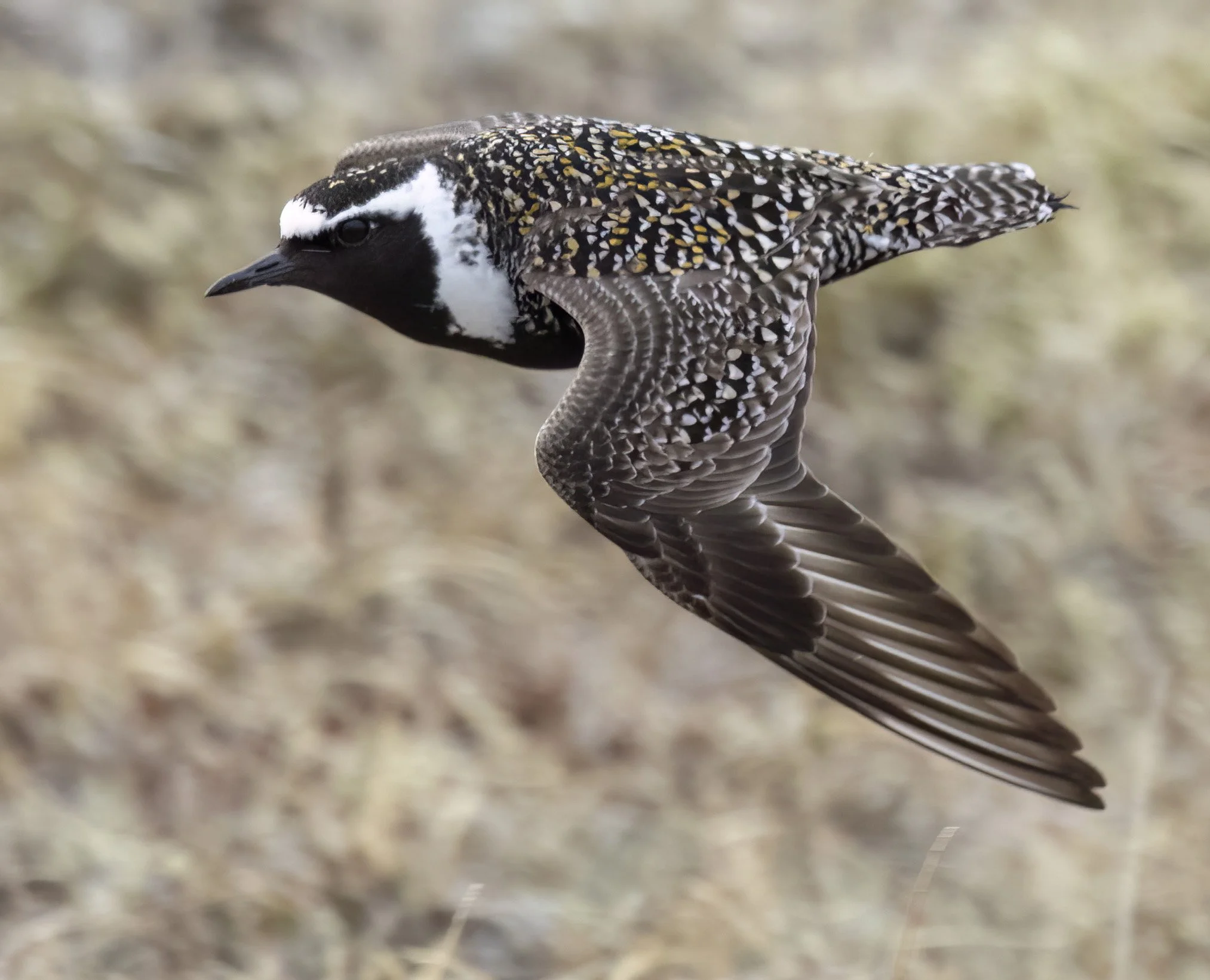 AMGP by GLA- AK 2025.jpg.jpeg