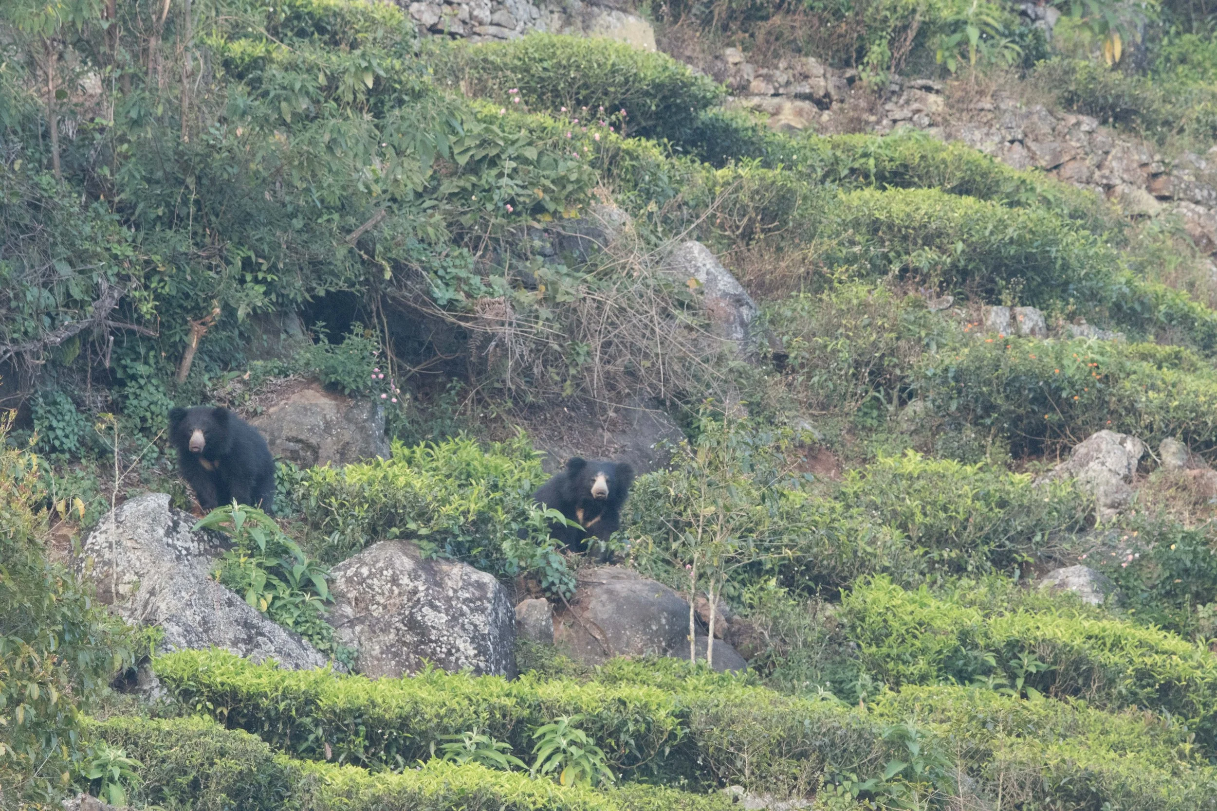 Sloth Bears in Tea Plantation