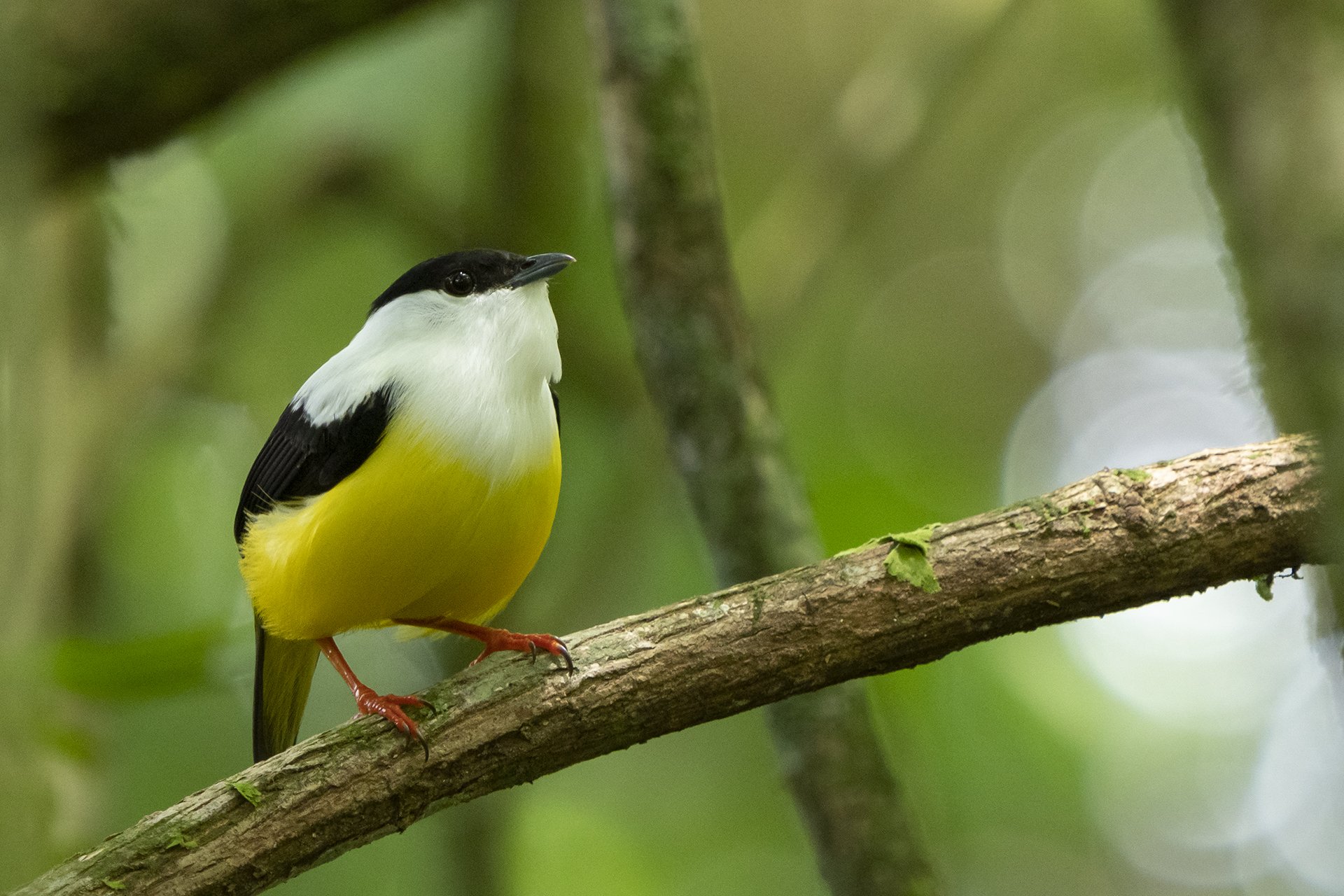 White-collared Manakin