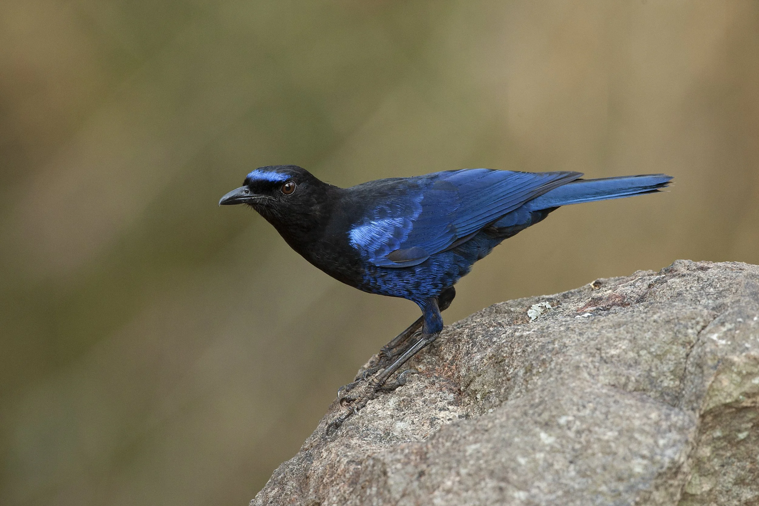 Malabar Whistling-Thrush