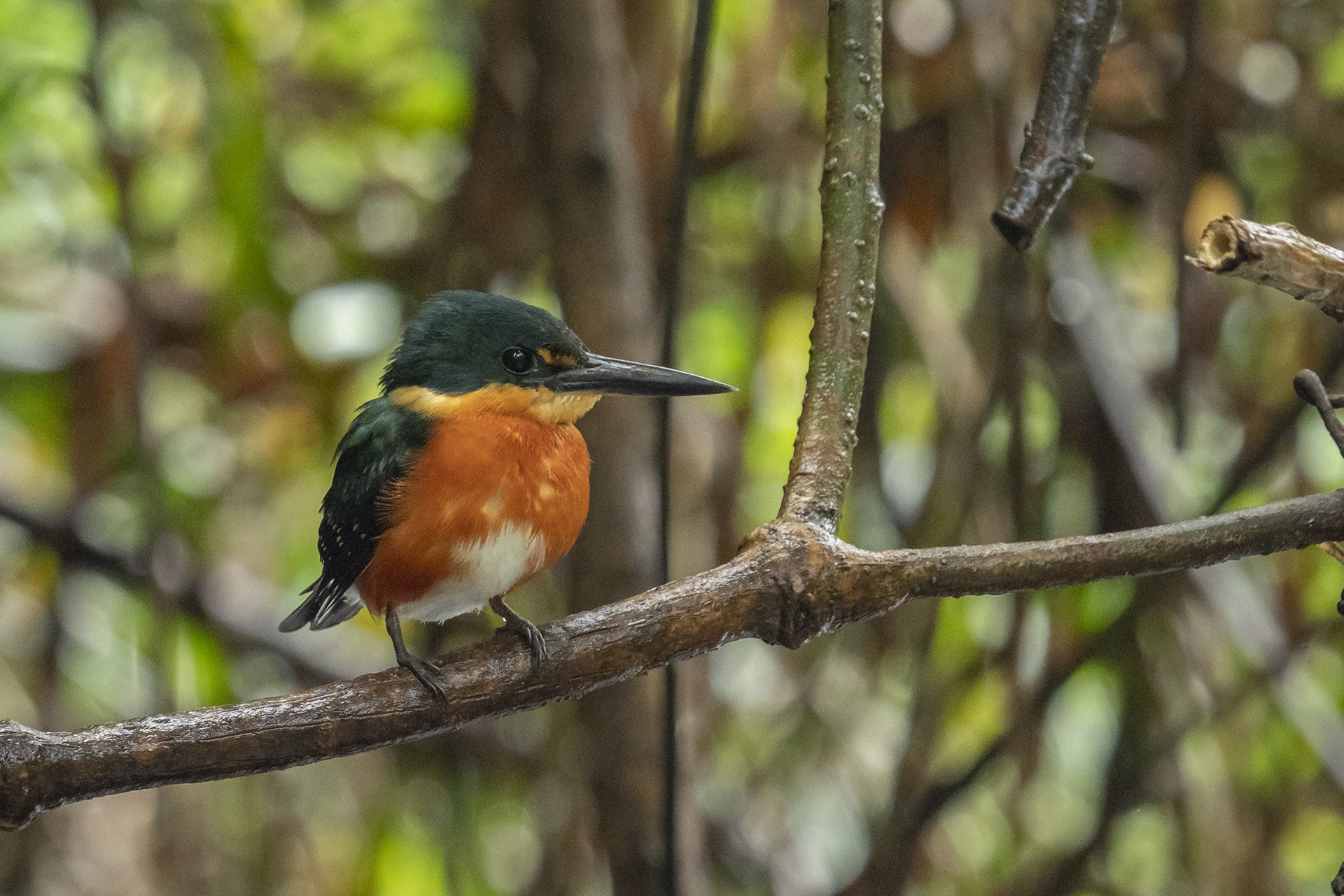 American Pygmy Kingfisher