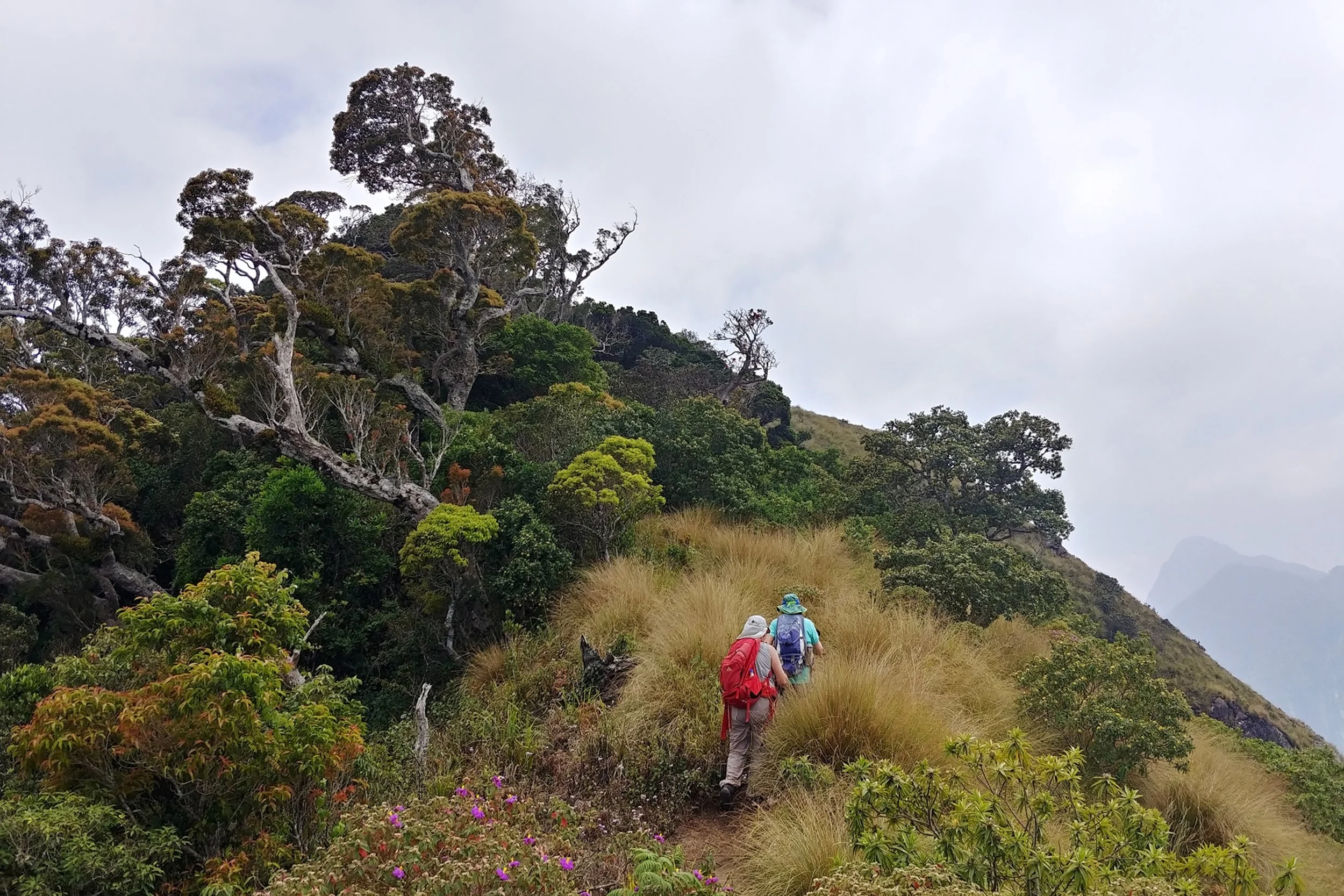 Birding the Ghats