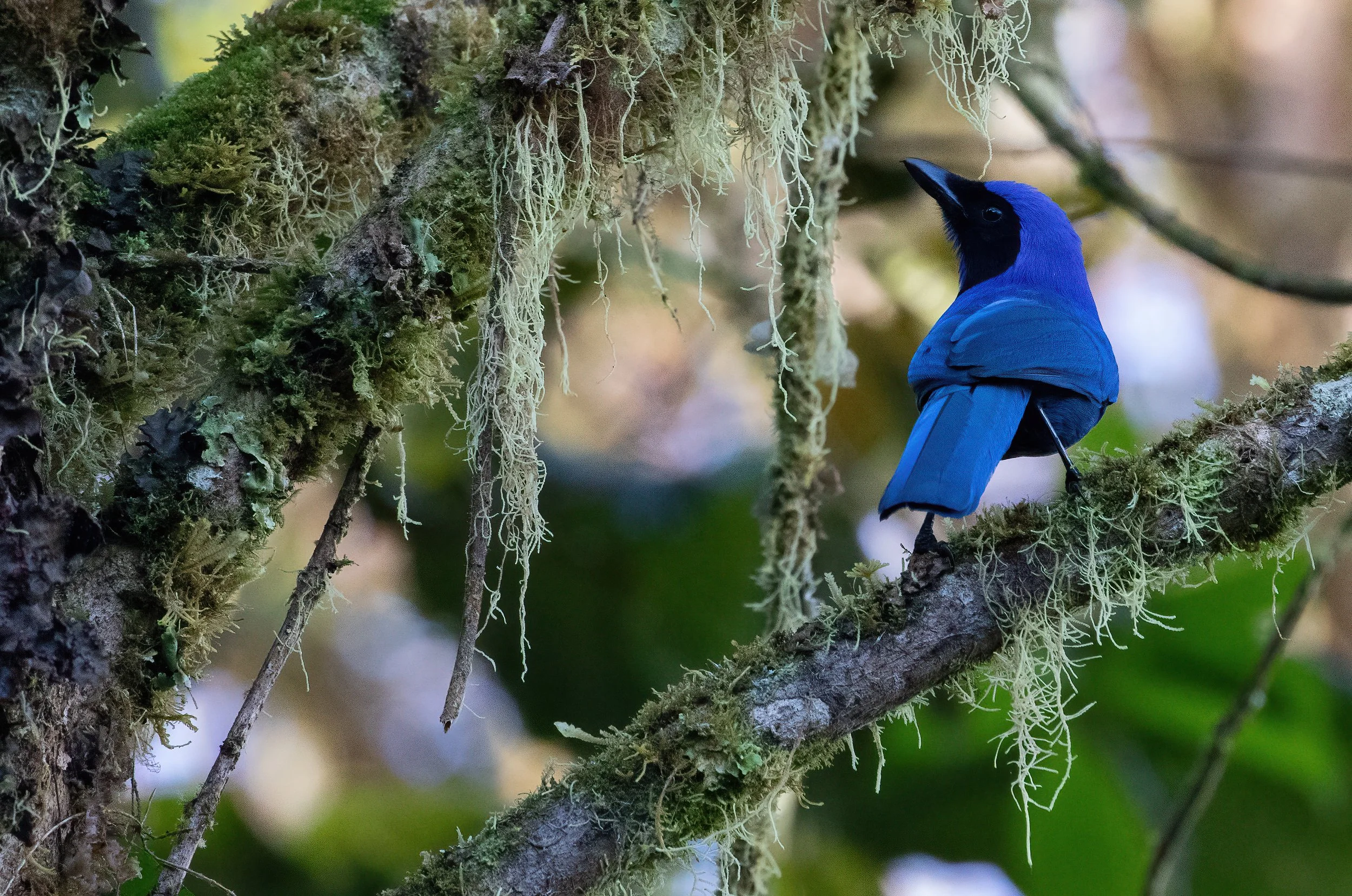 Black-collared Jay