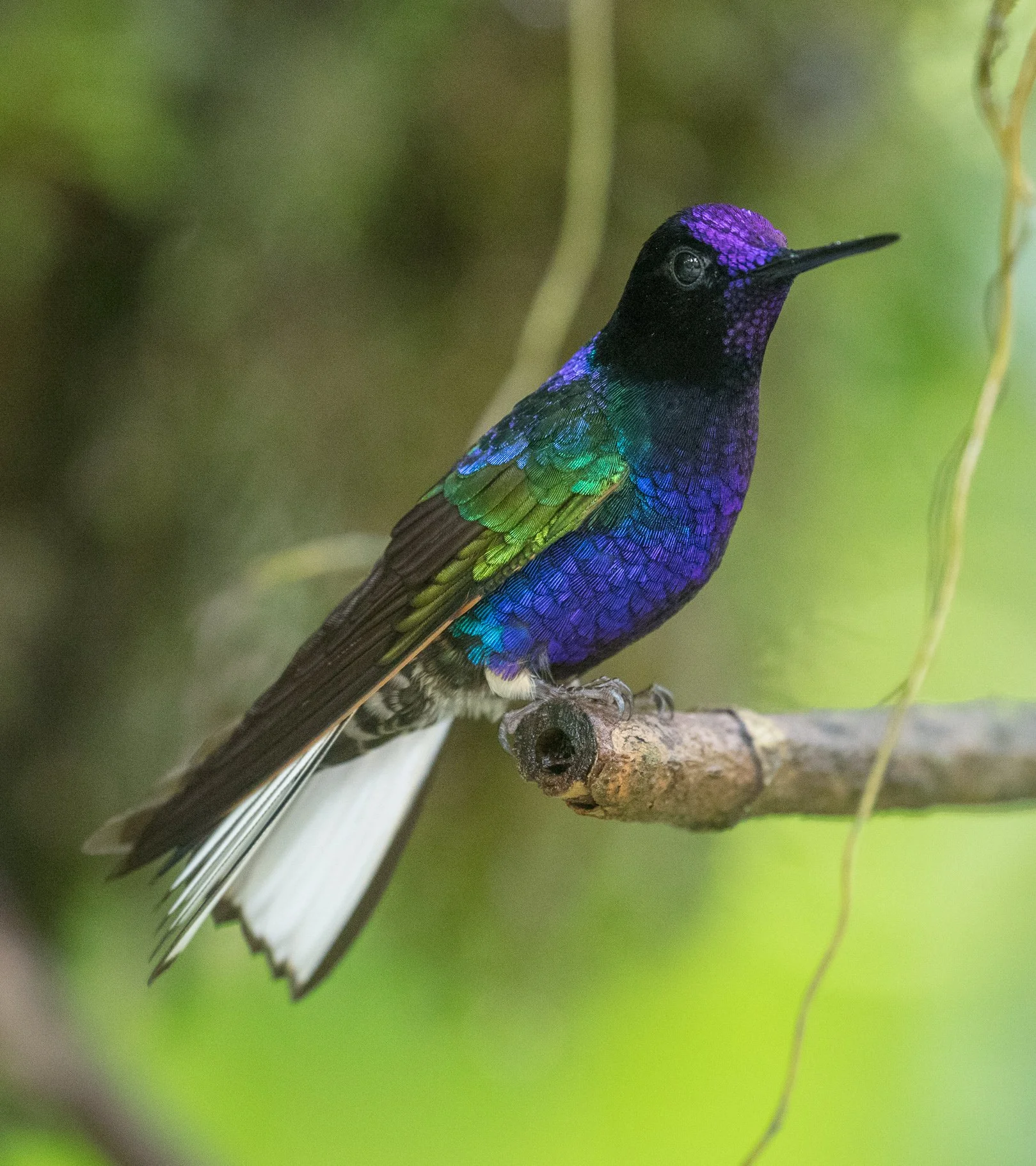 Velvet-purple Coronet