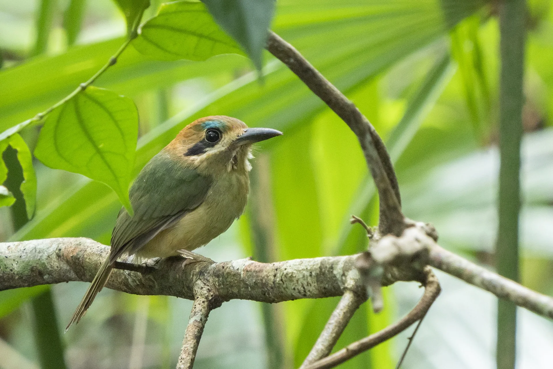 Tody Motmot by Joshua Covill