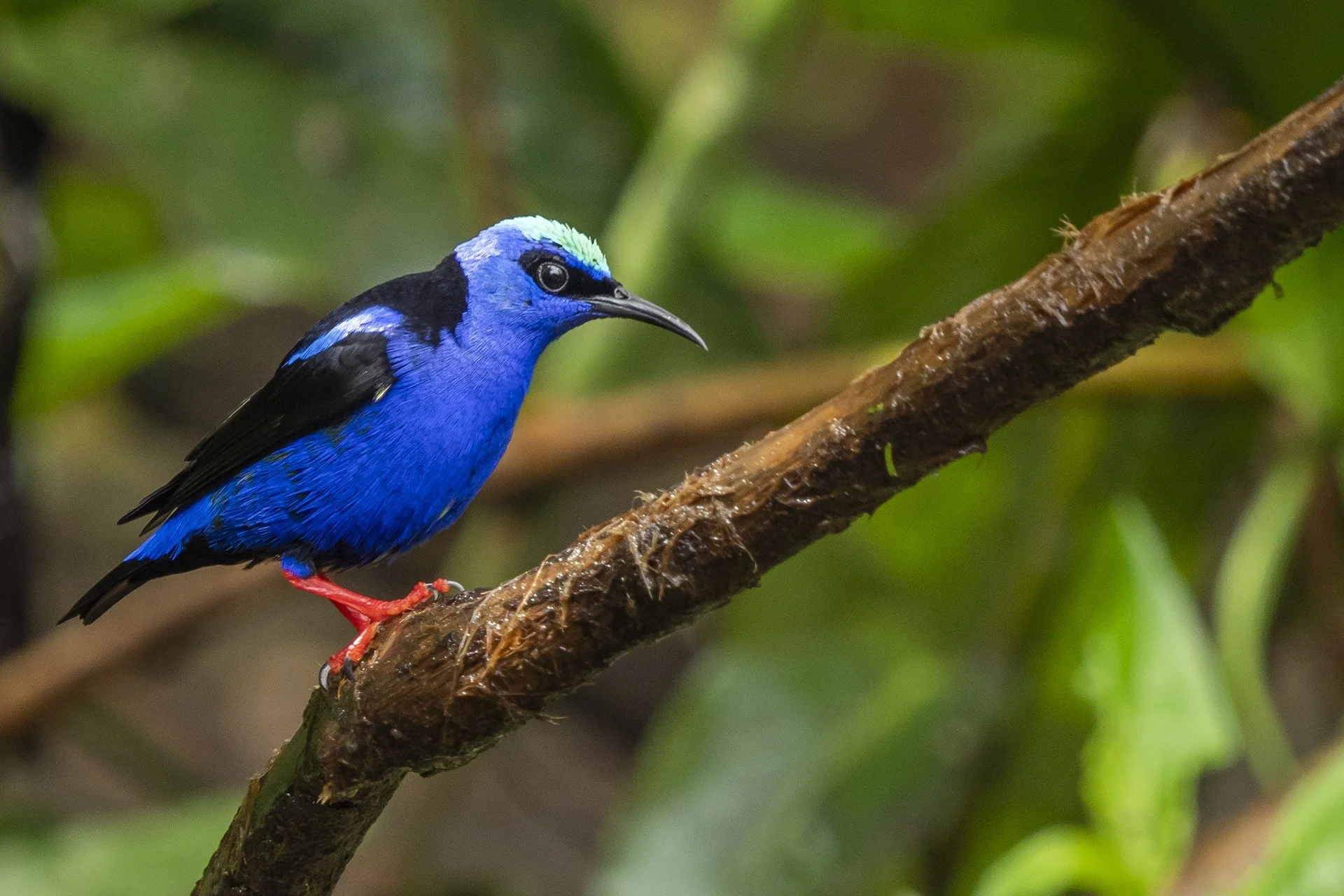 Red-legged Honeycreeper.jpg