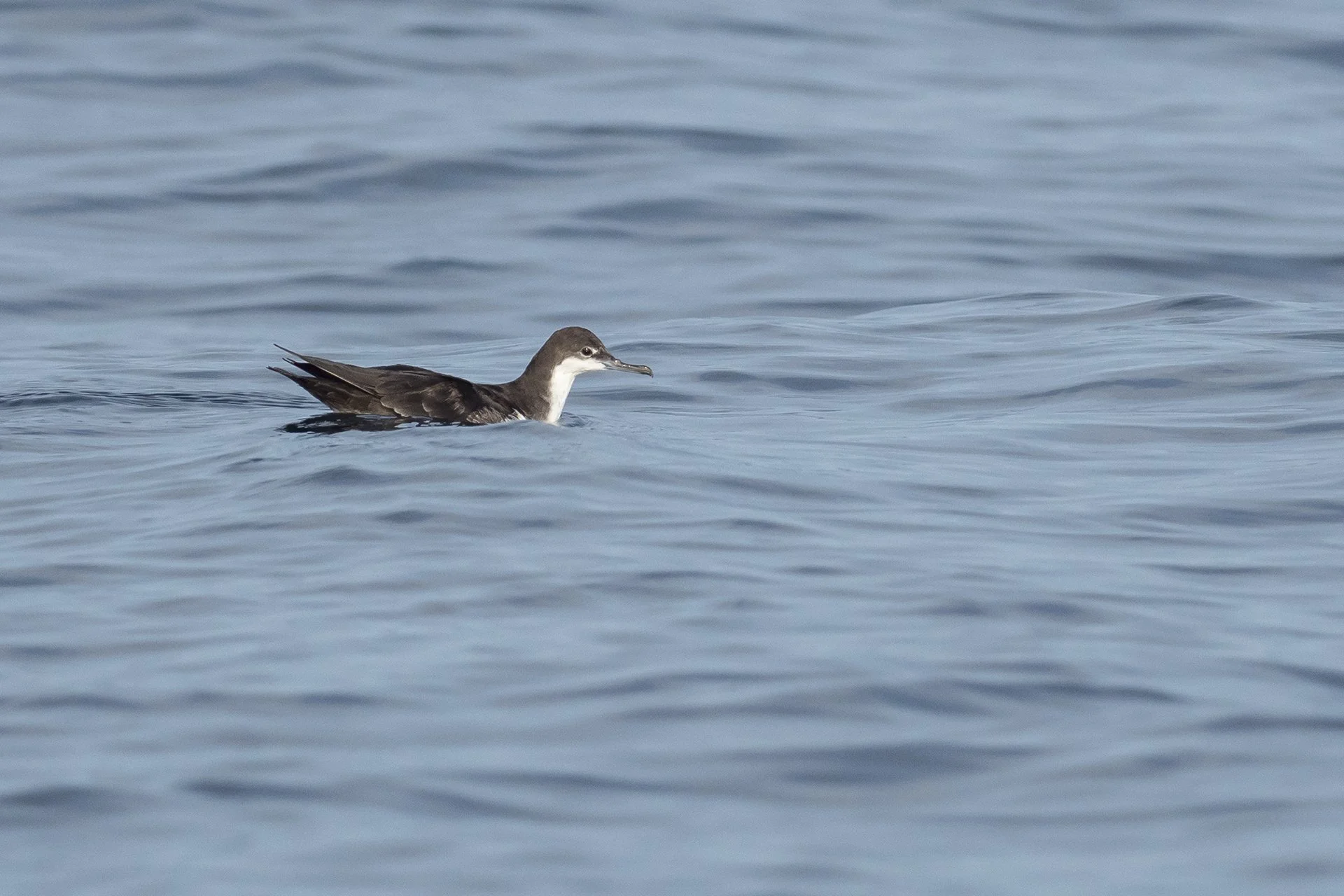 aaPA261119 Galapagos Shearwater 2 small.jpg