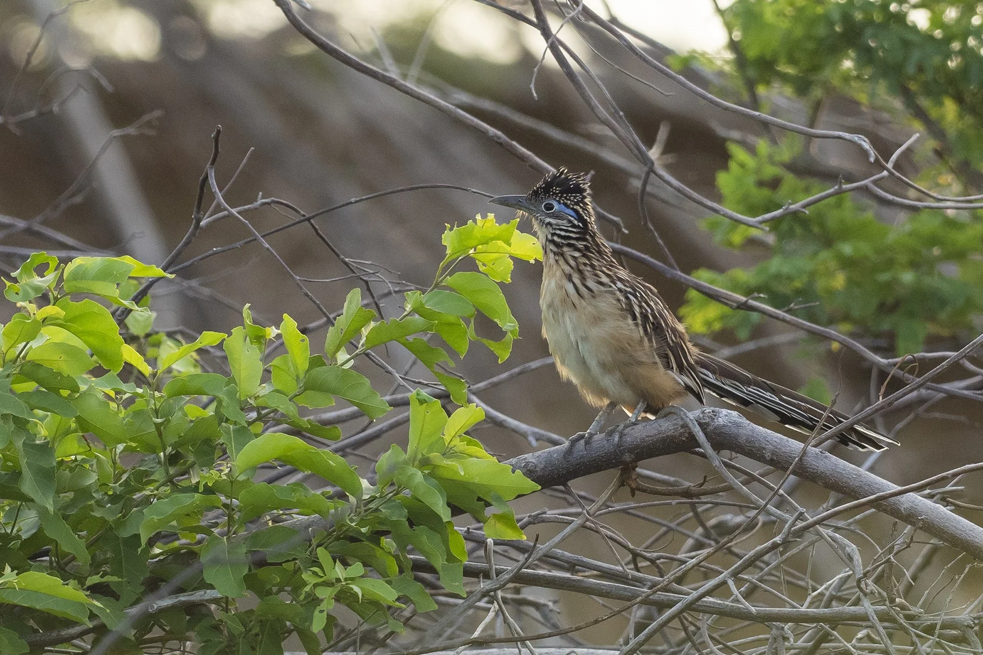 aaPA250610 Lesser Roadrunner 1 small.jpg