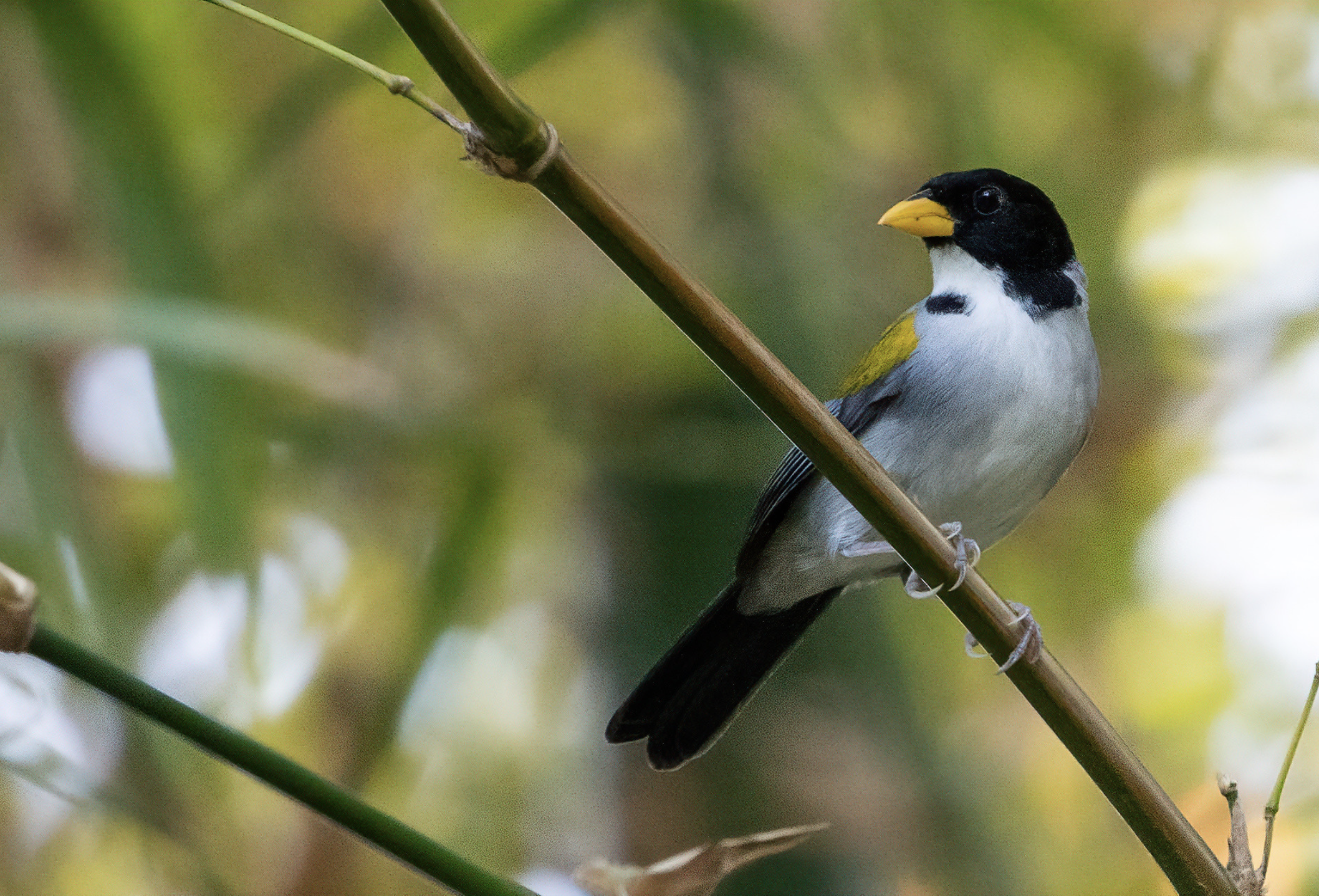 Screenshot 2024-04-04 at 5.39.04 PM.png