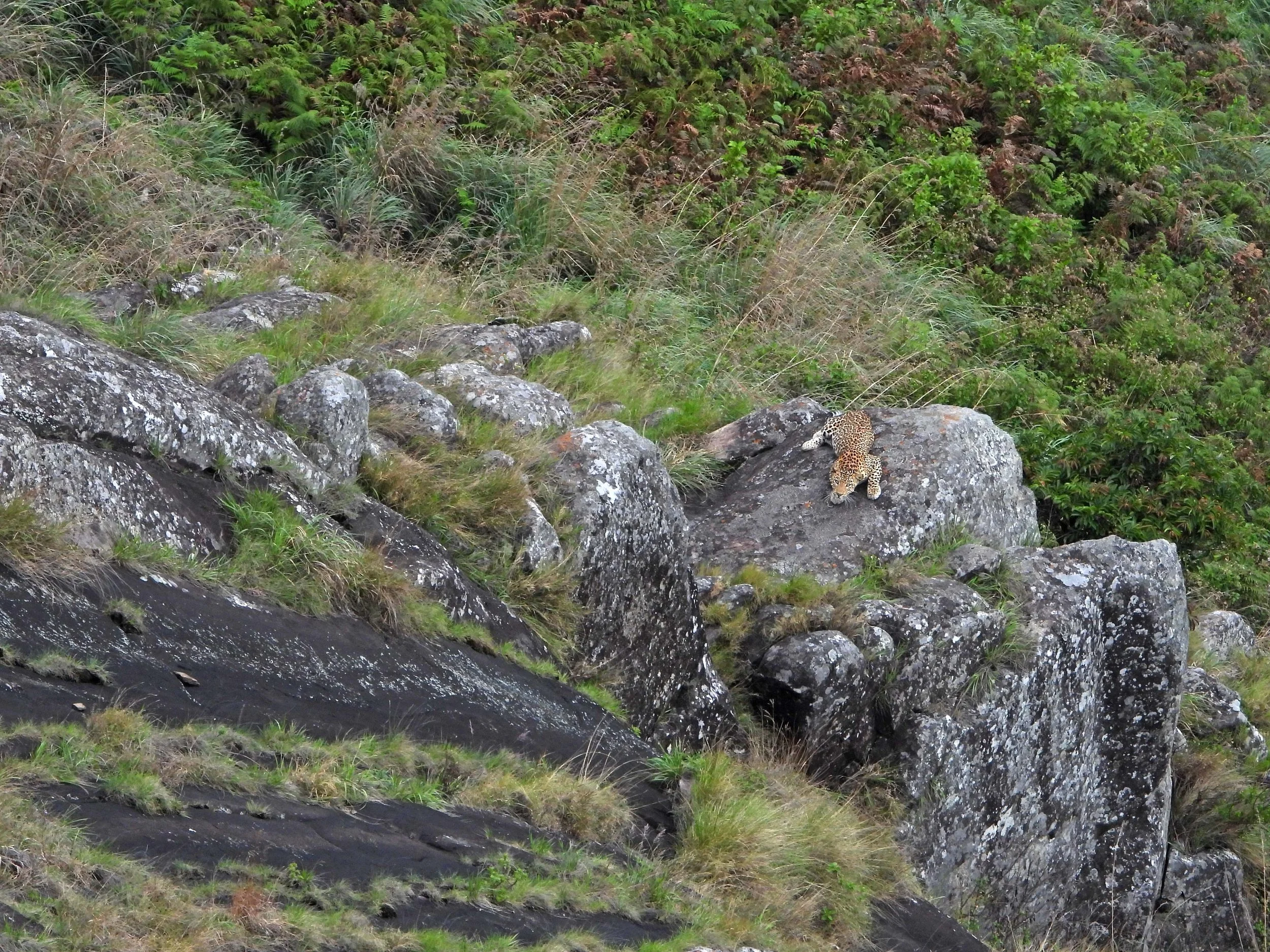 Leopard on Cliff