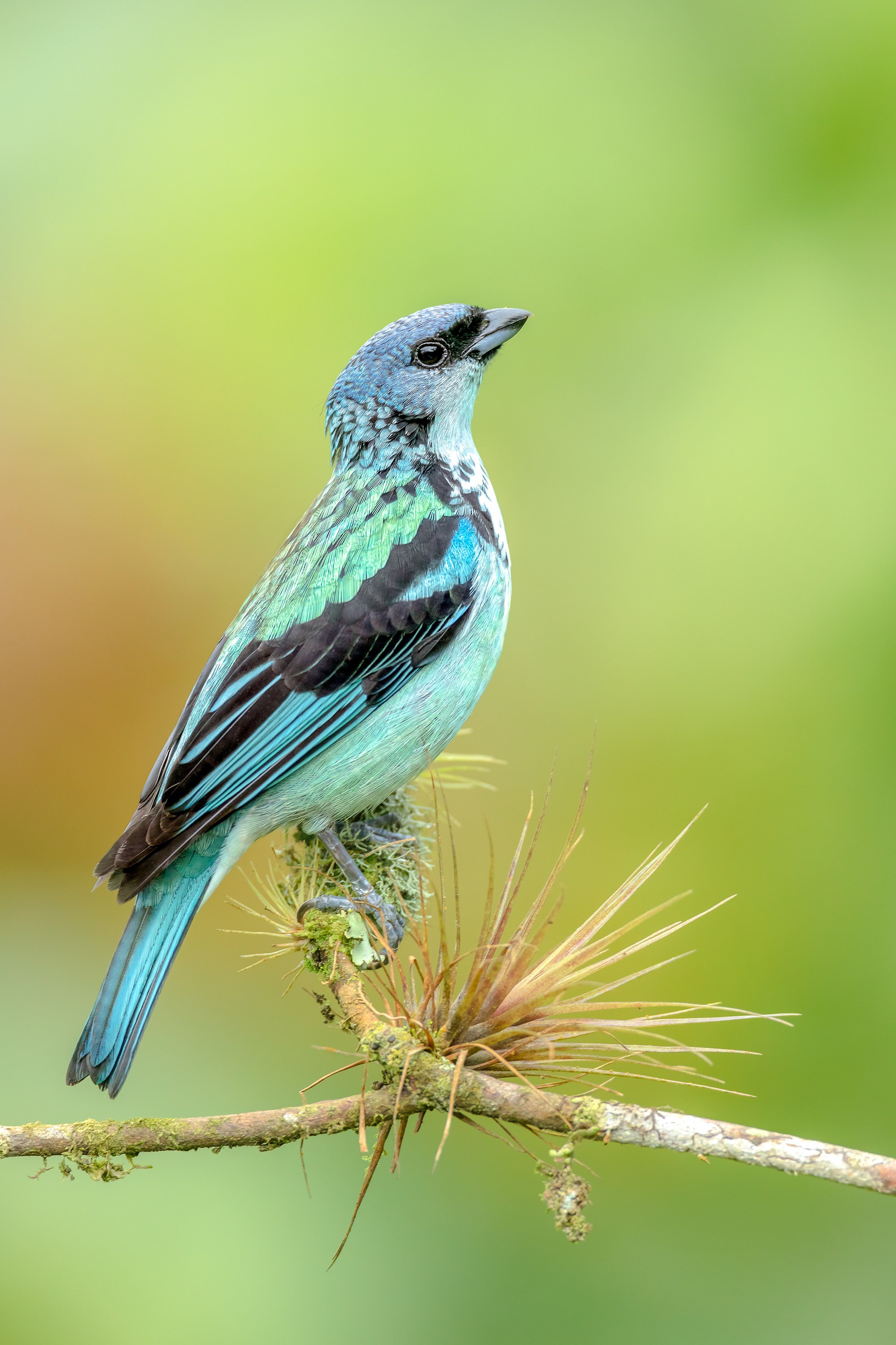 Azure-rumped Tanager