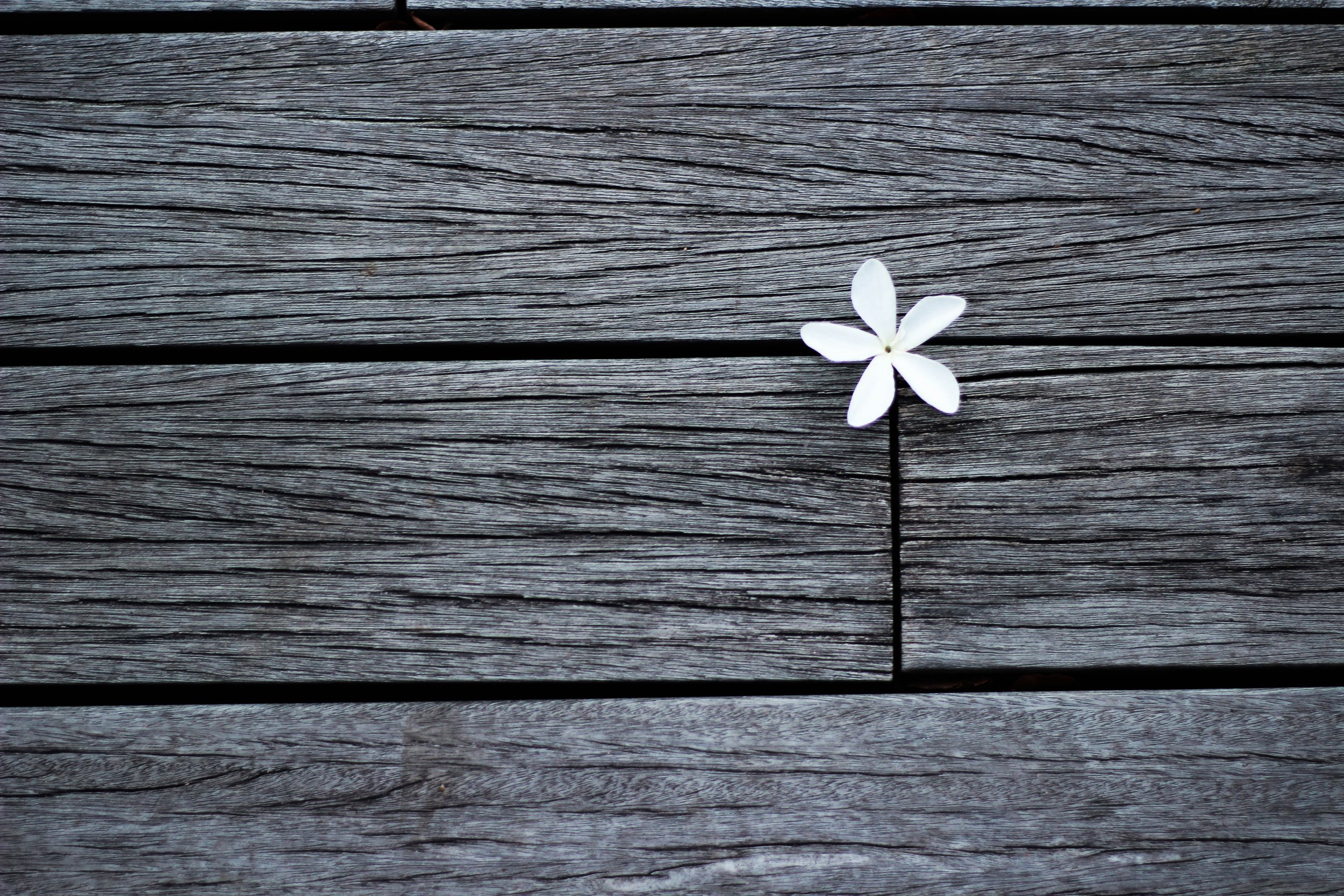 flower in wood black and white.jpg