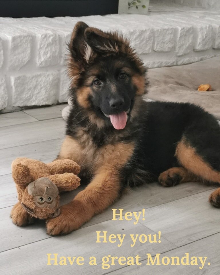 Good morning 🌞

It's a new week! 

Someone wants to let you know they're thinking of you and rooting for you and wishing you all the best this week has to offer. 🐾🐾❤️