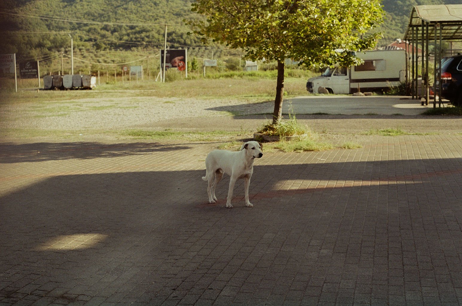 IMG_6591.jpeg