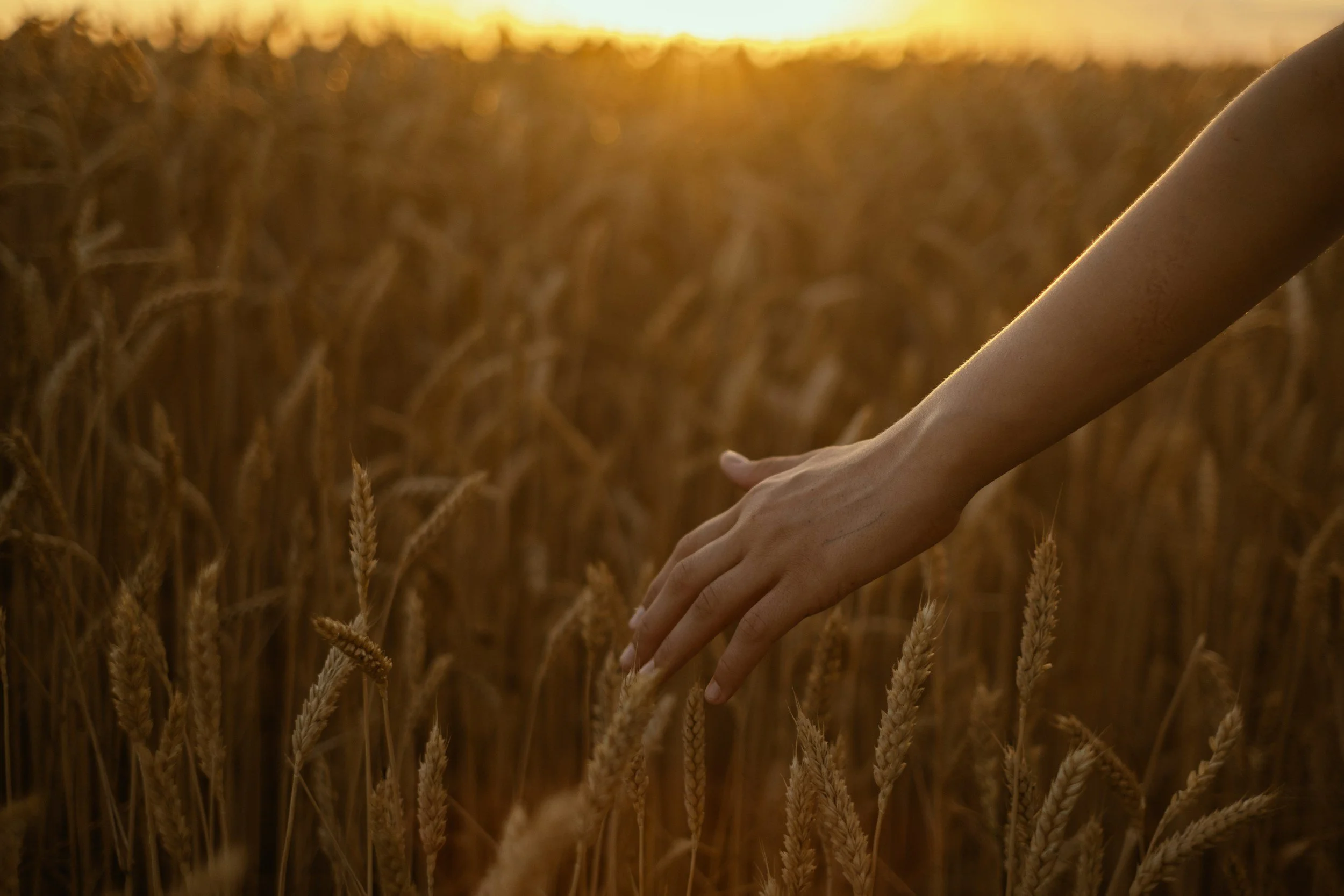 golden wheat and golden hour hand through wheat