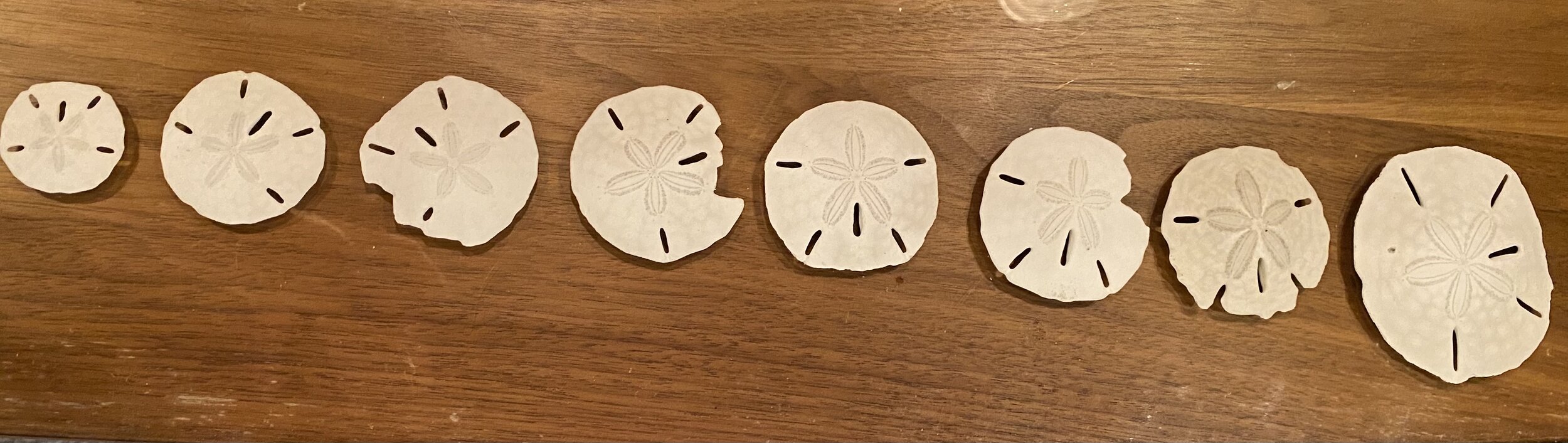 8 sand dollars collected at Figure 8 for his 8th birthday. (Mom sadly lost one on the way home)