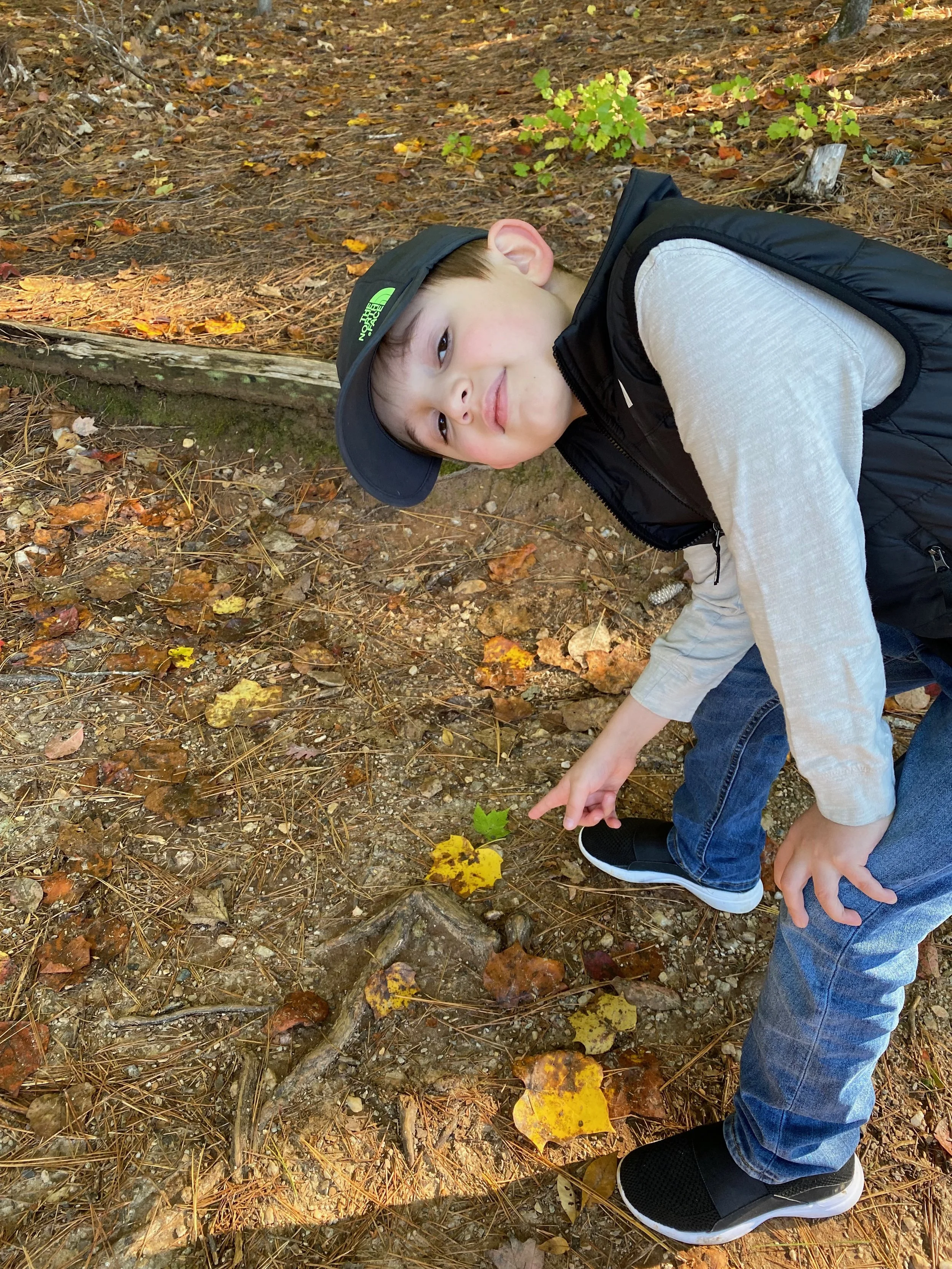 An arrow icon in nature, always a watchful eye for icons