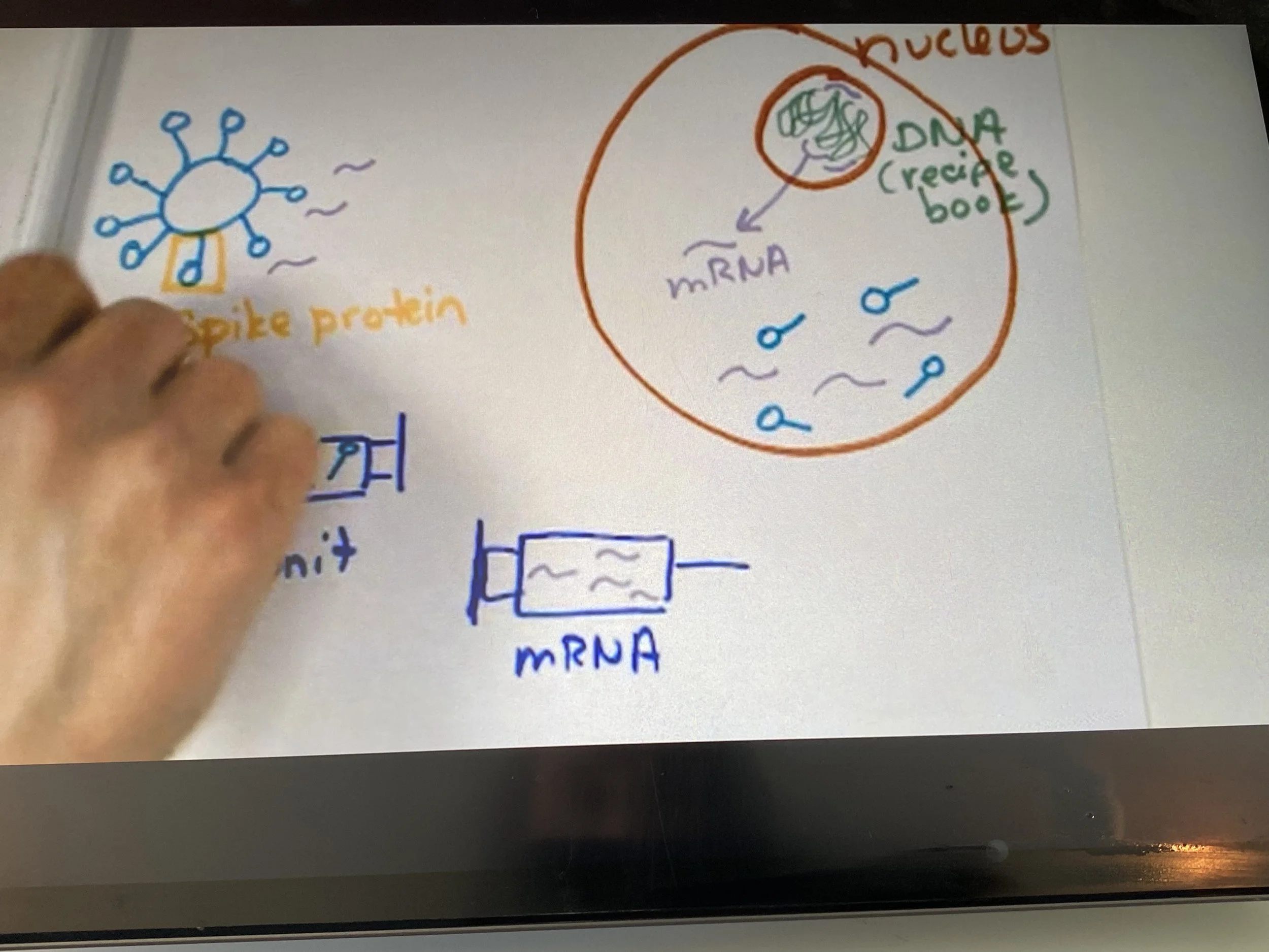 Technology of mRNA Vaccines