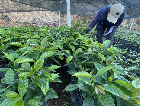 Bolivia - Finca Rosita Catuai