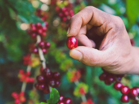 Tanzania Peaberry - Mbilidino