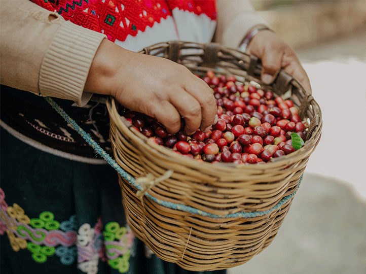 Mexico Organic Ki-Saya