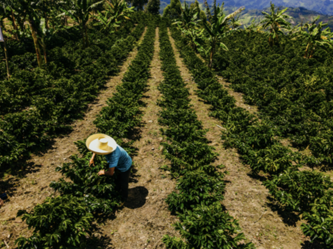 Peru Organic Natural