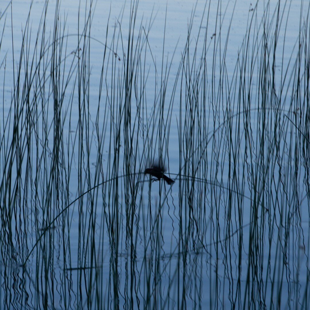 Evening strolls around the lake at Police Outpost Provincial Park always provide some excellent opportunities for birdwatching.

#hike #birding #birdphotography #camouflage #policeoutpost #birdwatching #explorecardston #cardstoncounty #autumn #birds