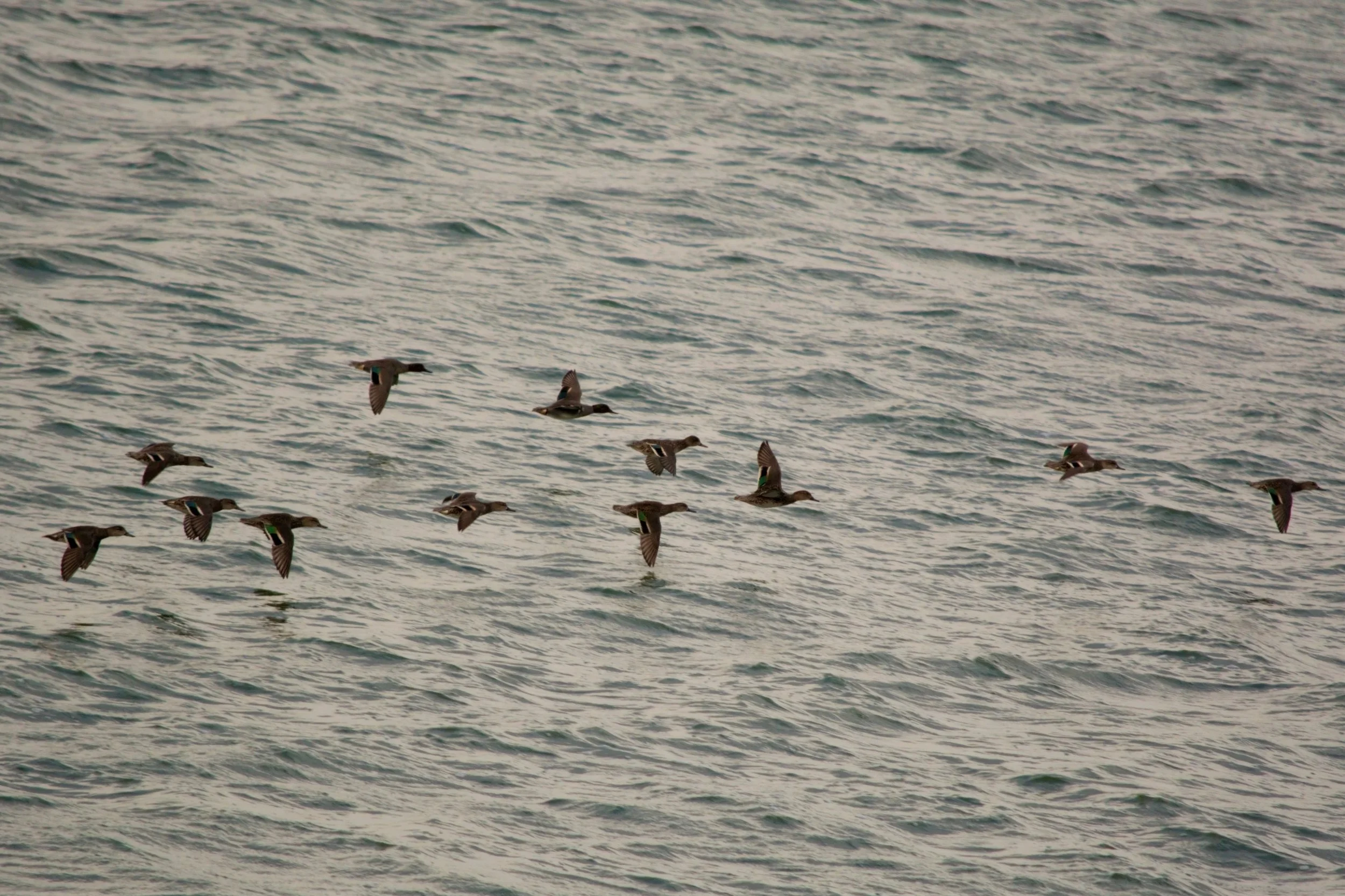 Greenwing Teal