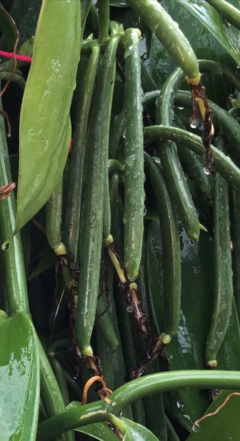 Wet pods.jpeg