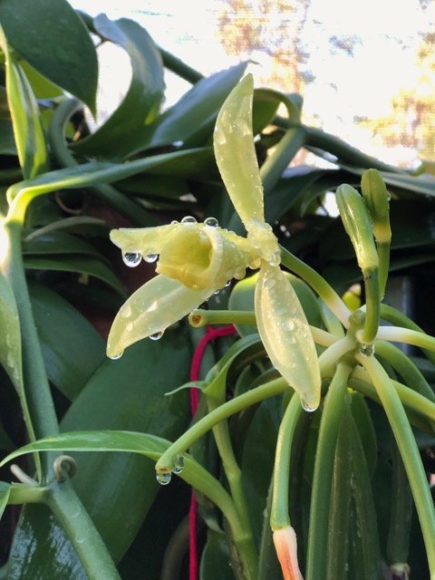 Wet flower.jpeg