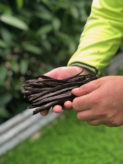 Vanilla Hands.jpeg