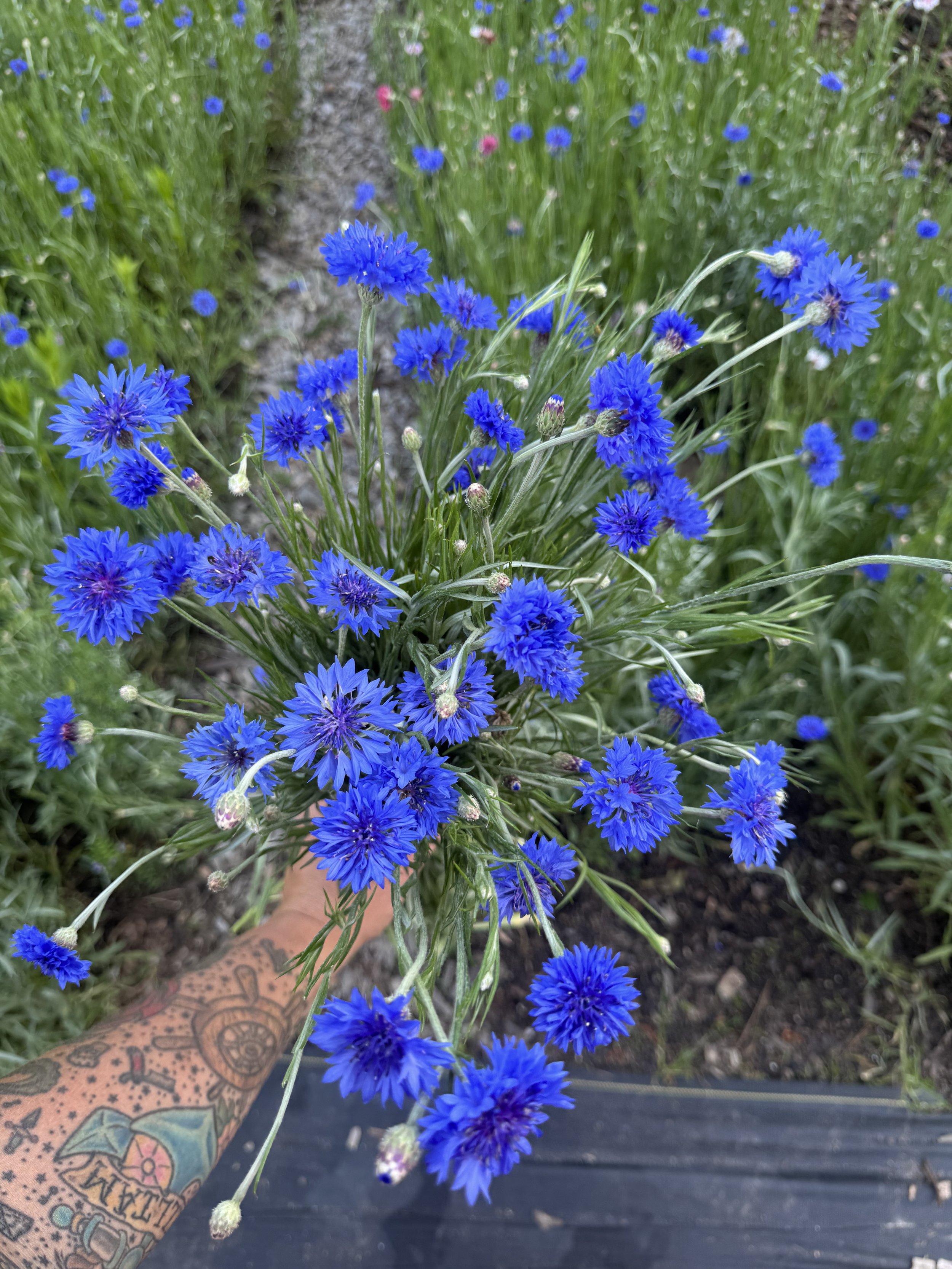 IMG_3275.jpeg